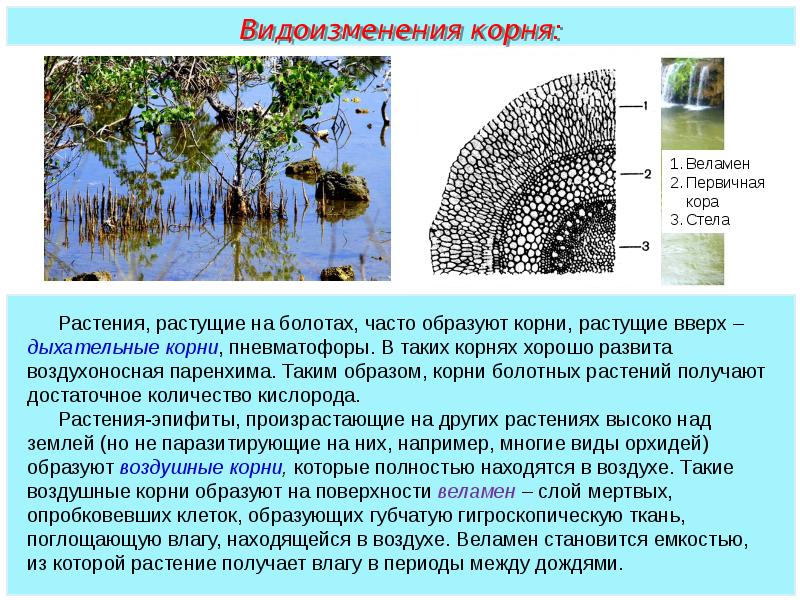 Растительные ткани пименов презентация