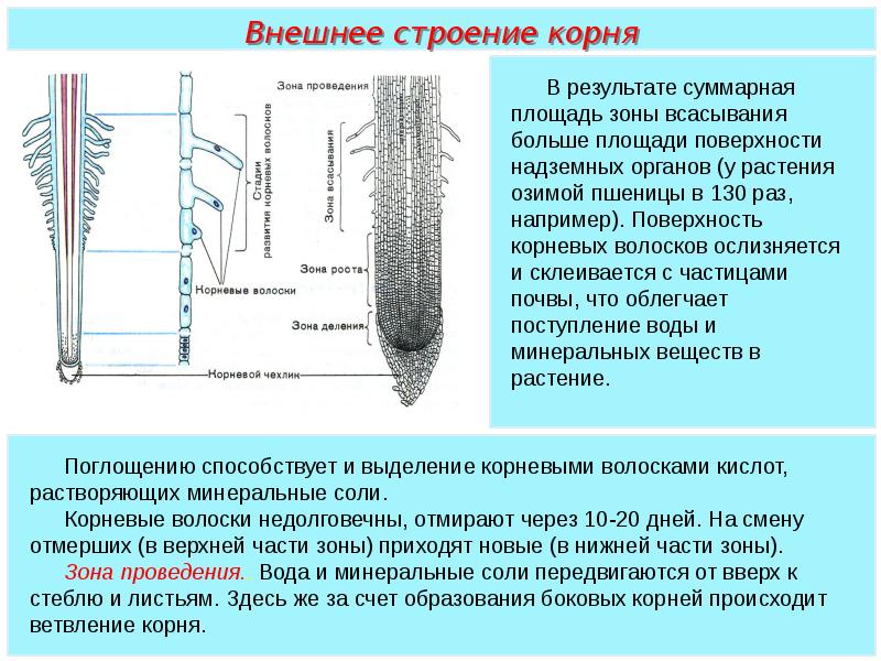 Корневые волоски функции. Зона всасывания у корневых волосков. Зона всасывания корня структуры. Волоски корня всасывающая строение. Строение корня в зоне всасывания.