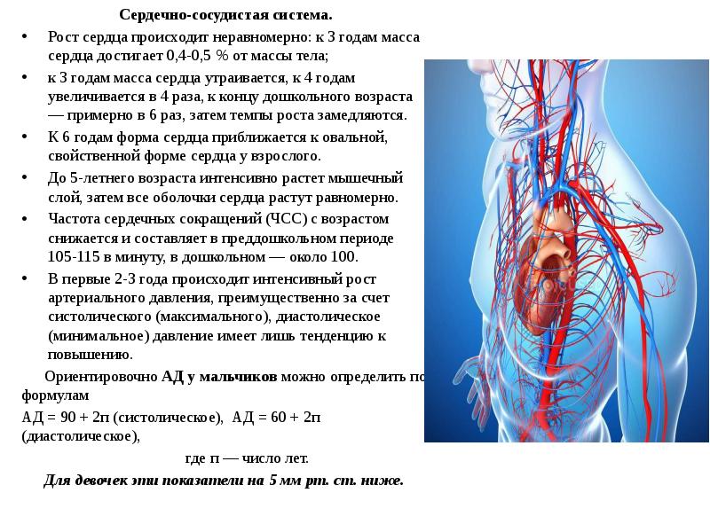 Схема строения сердечно сосудистой системы