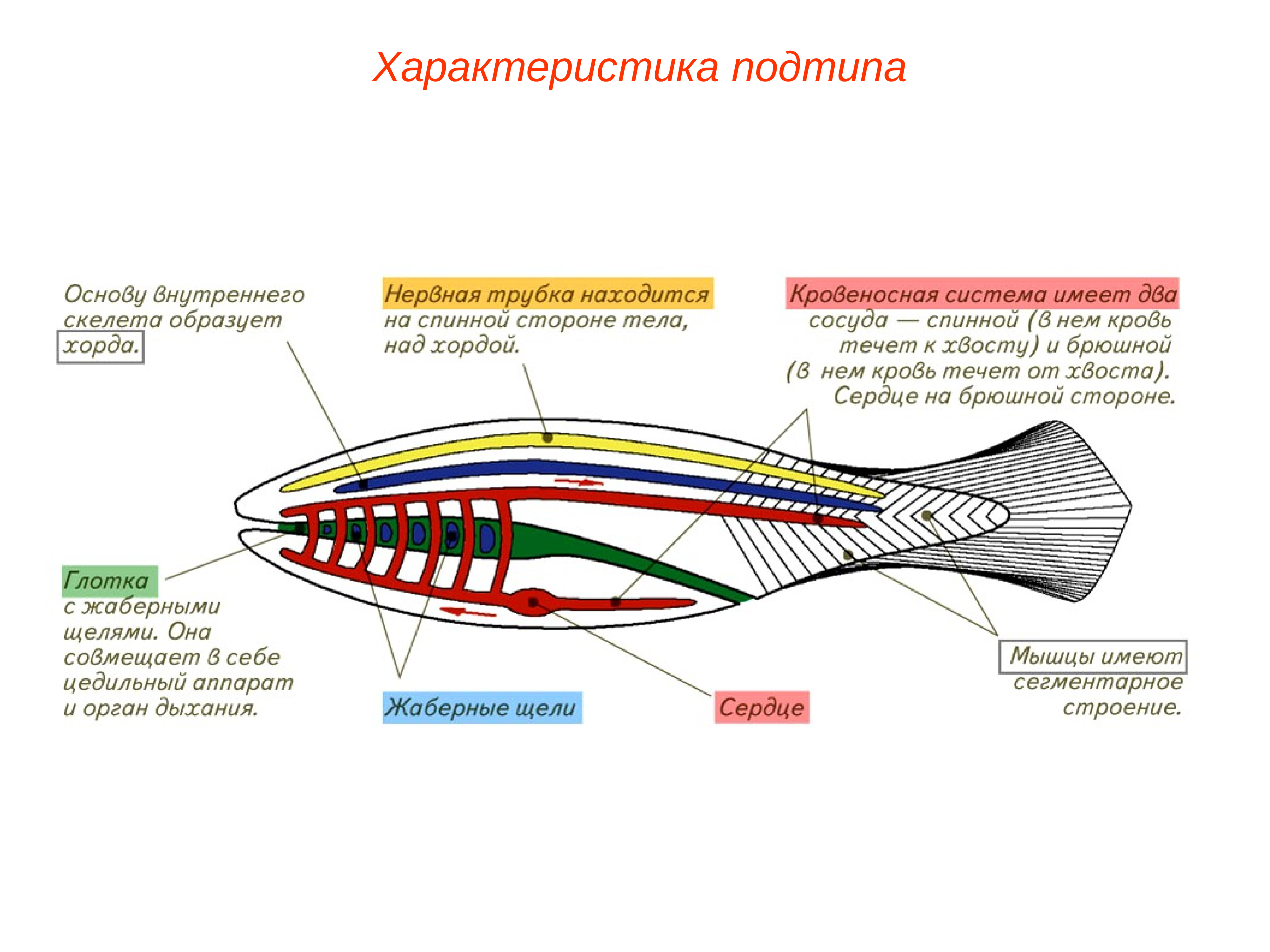 Ланцетник схема строения