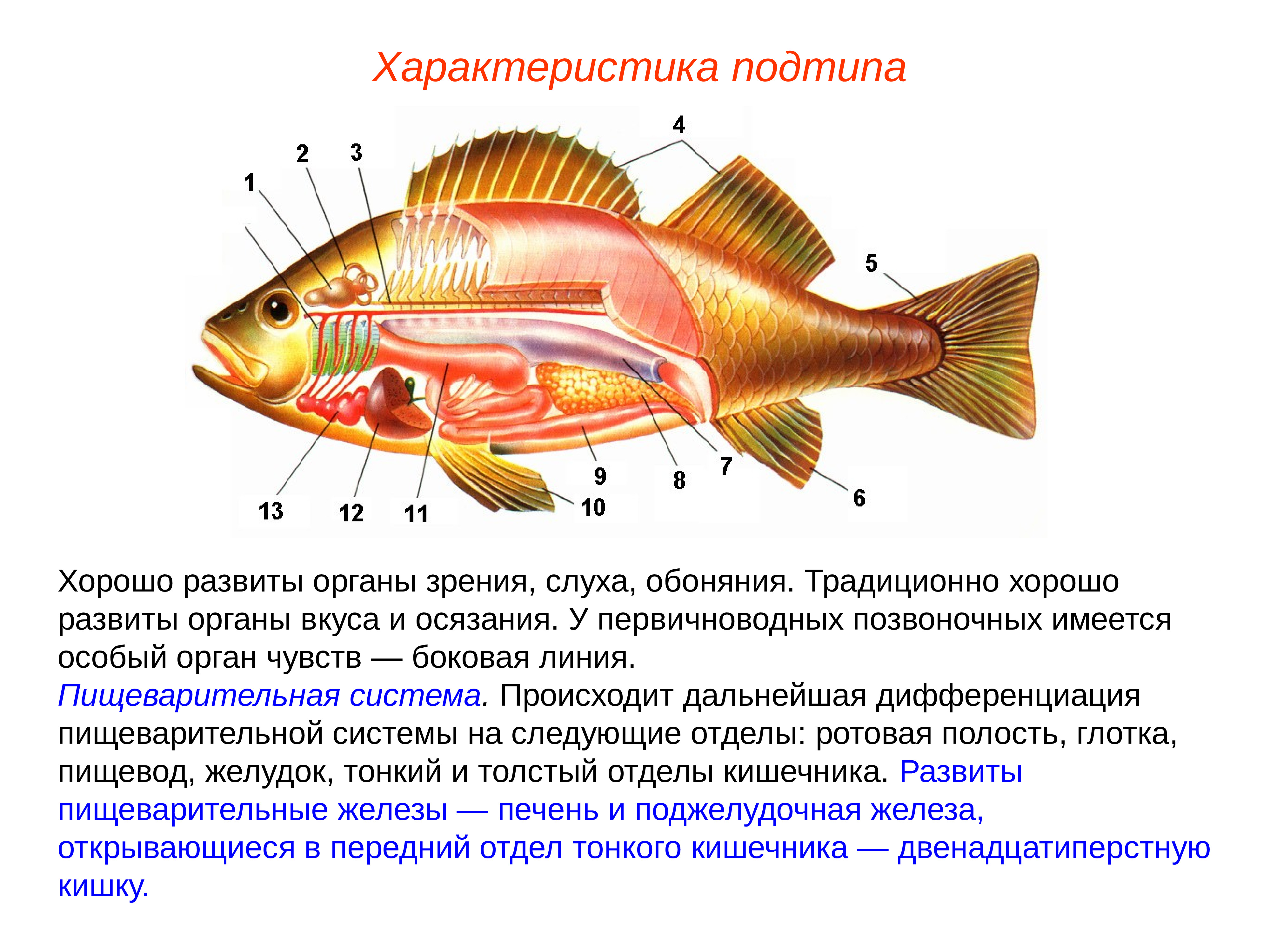 Органы боковой линии у каких рыб. Надкласс рыбы органы чувств. Органы чувств костистых рыб. Боковая линия орган чувств у рыб. Надкласс рыбы строение.