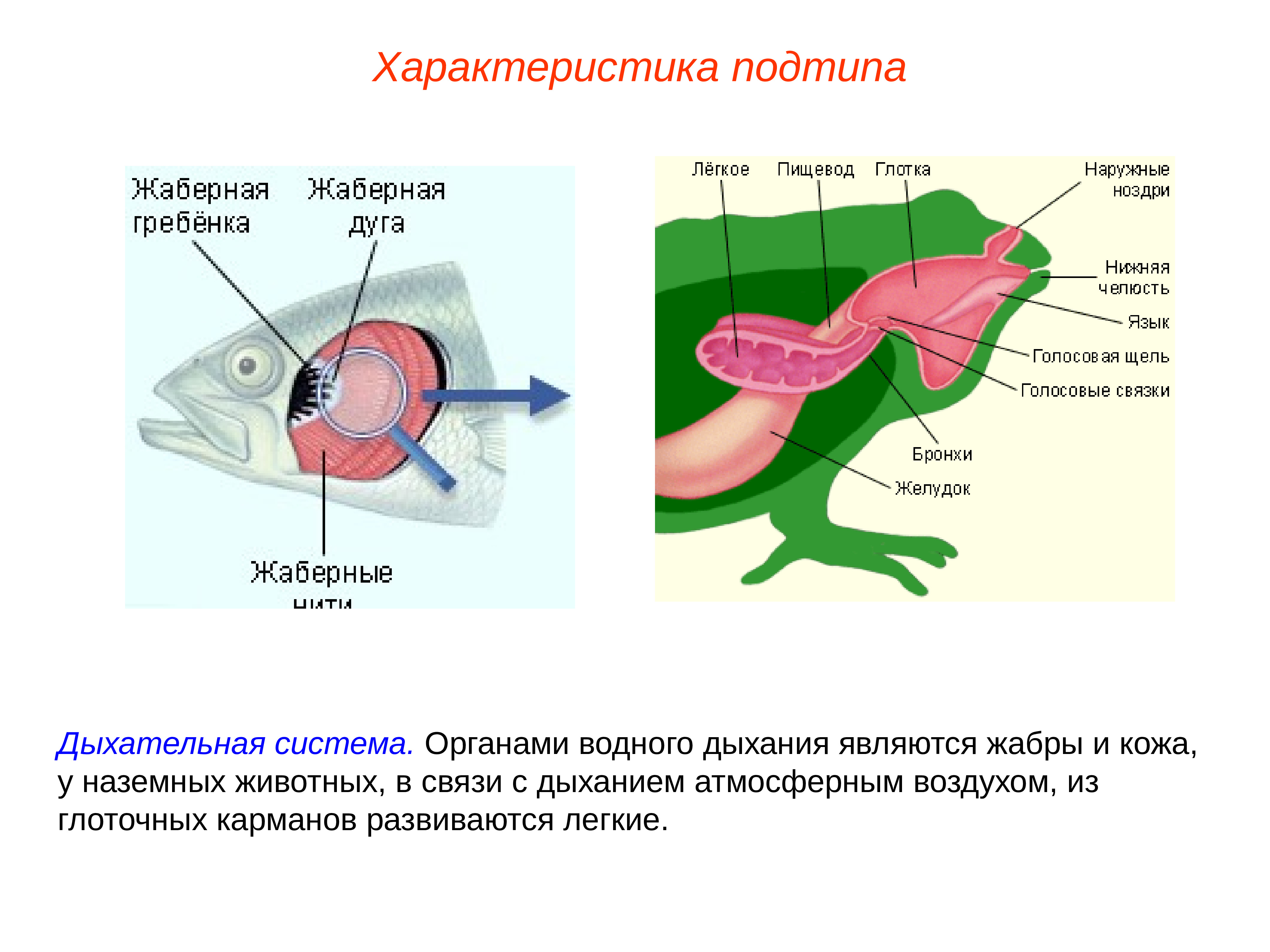 Кожное дыхание органы