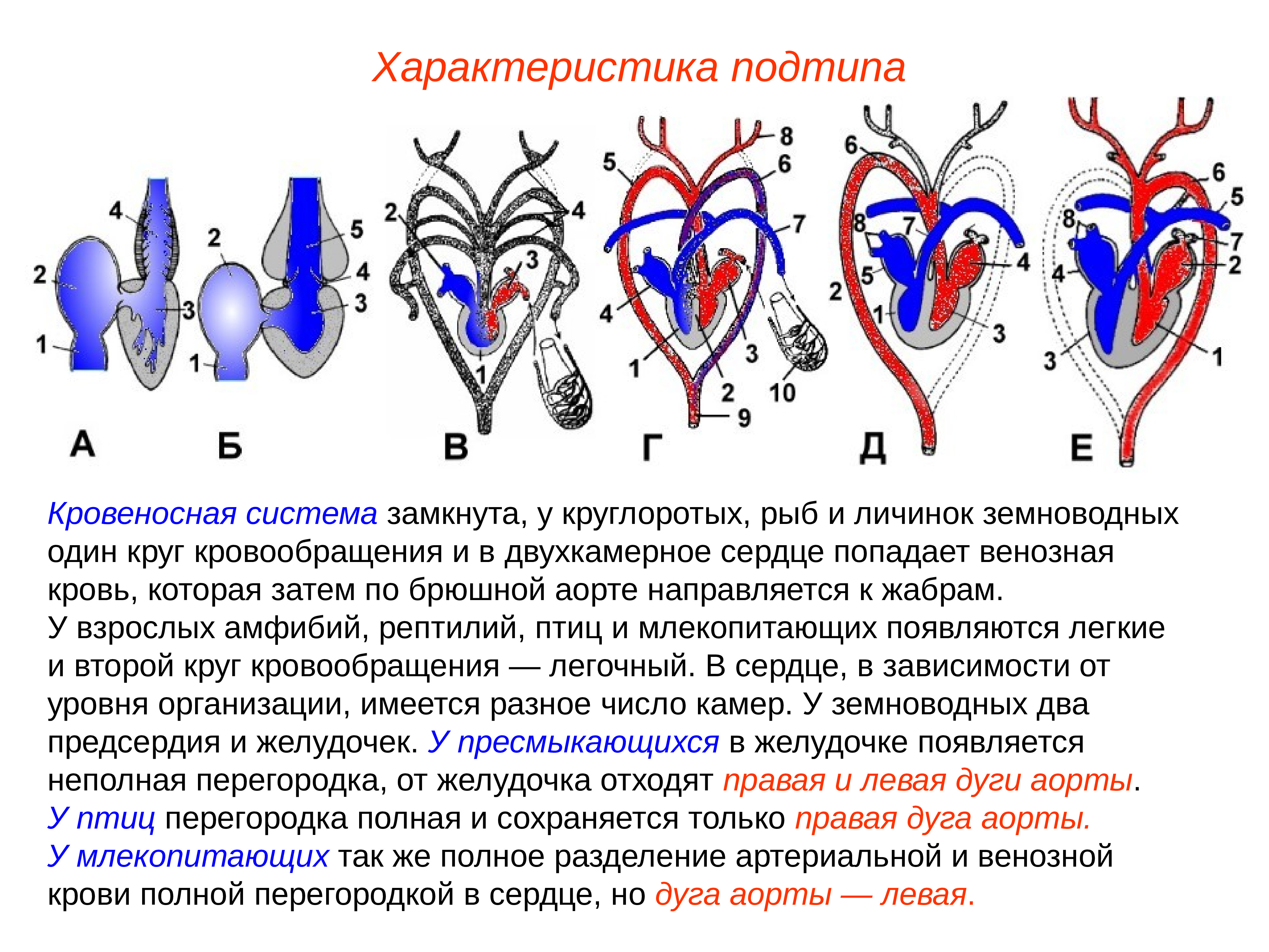 Земноводные пресмыкающиеся млекопитающие строение кровеносной системы сходство
