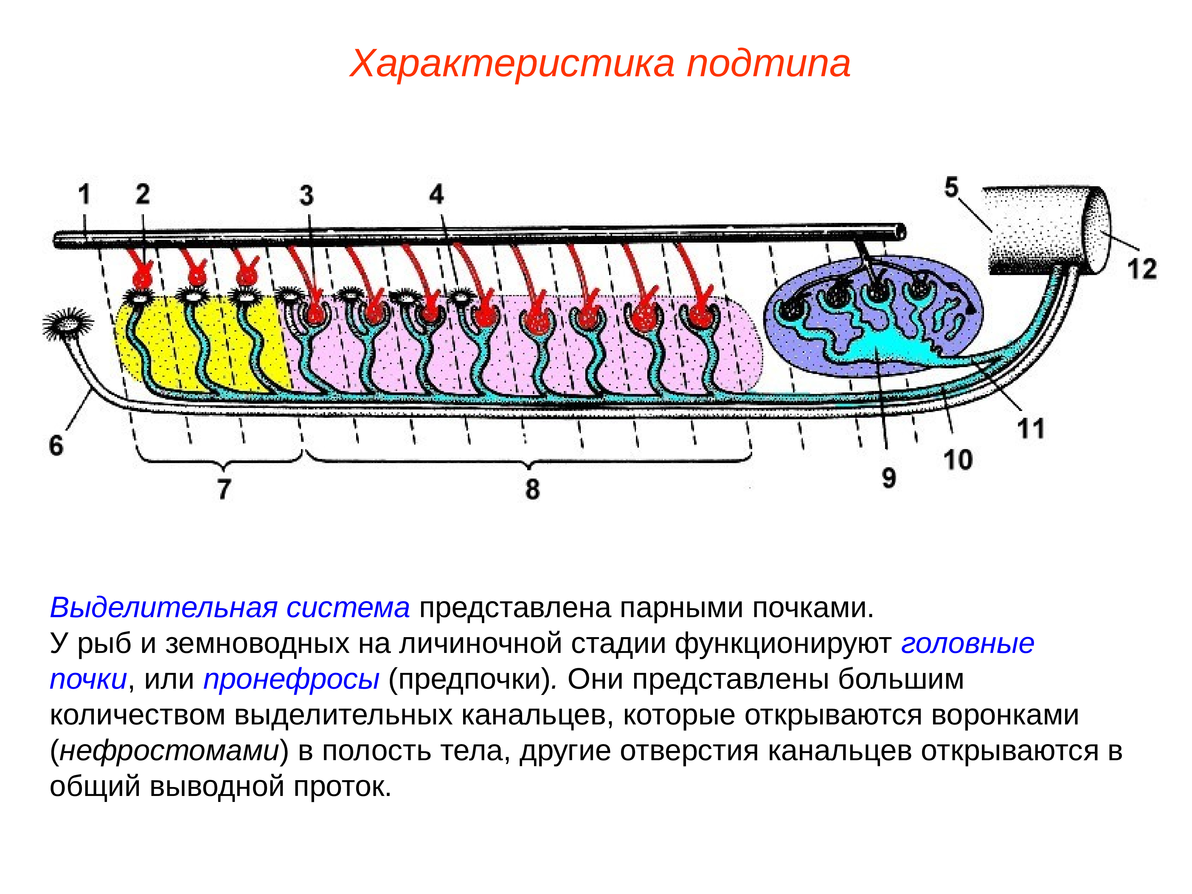 Презентация выделительная система пименов