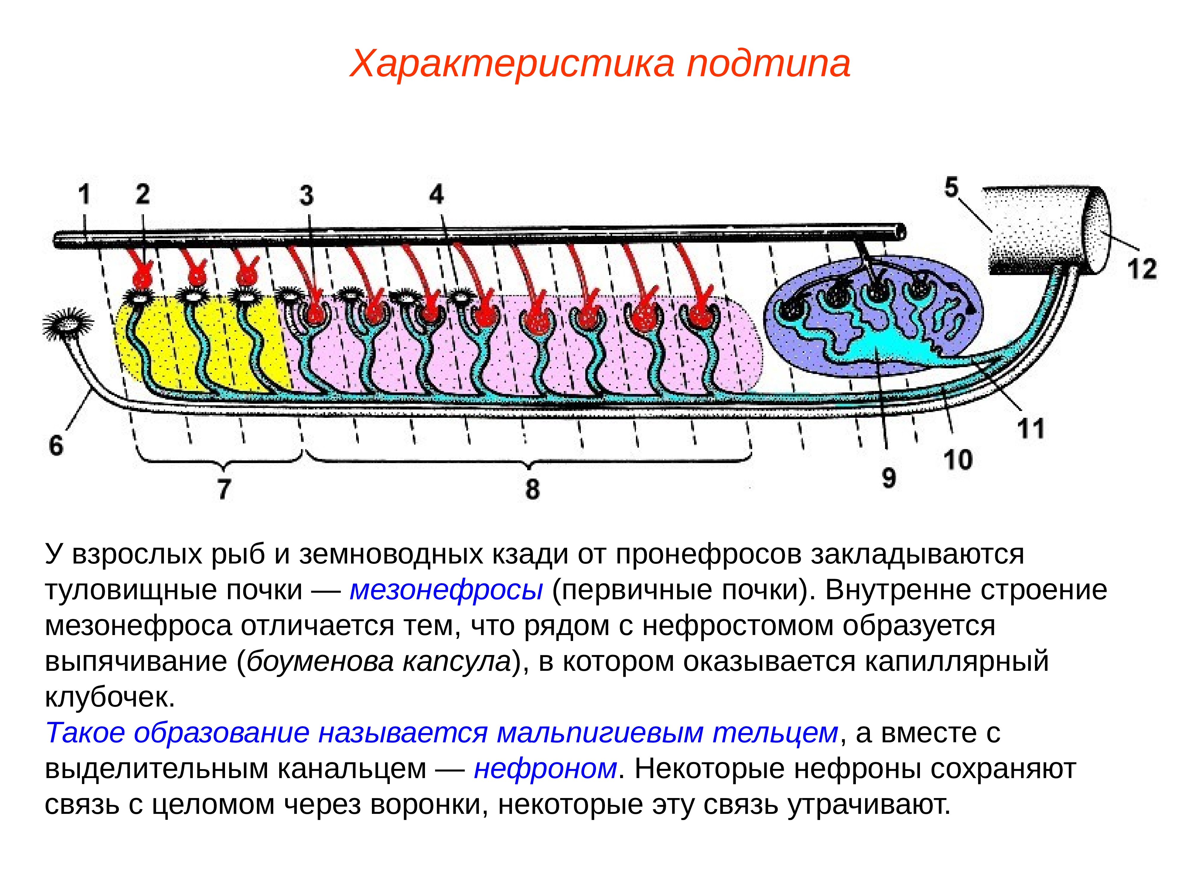 Определите общее количество мезонефросов у модельных животных. Мезонефрос строение. Мезонефрос у рыб. Первичные туловищные почки. Туловищные почки у рыб.