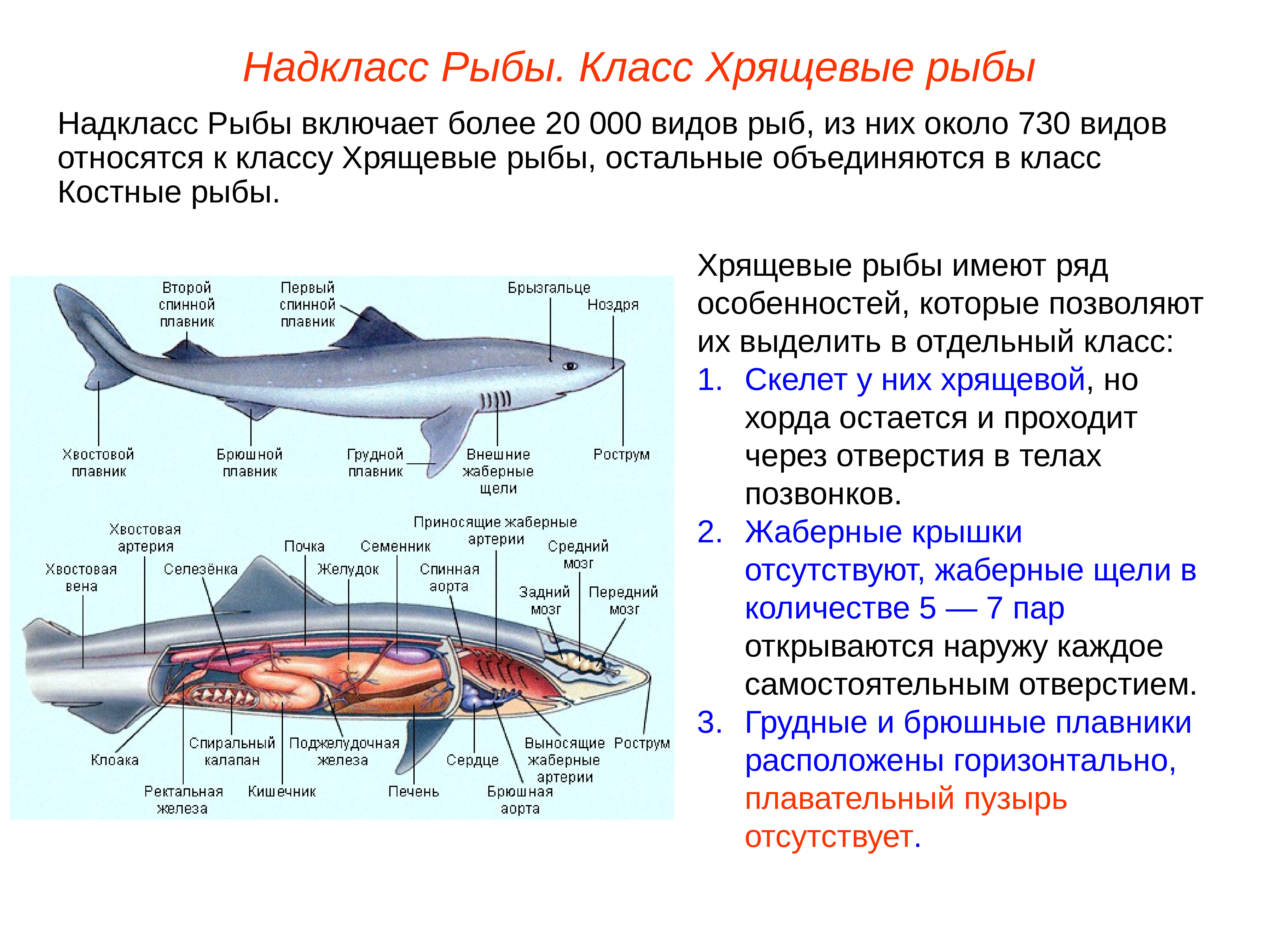 Рассмотрите рисунок где изображены акула и дельфин почему они имеют похожую форму тела и плавников