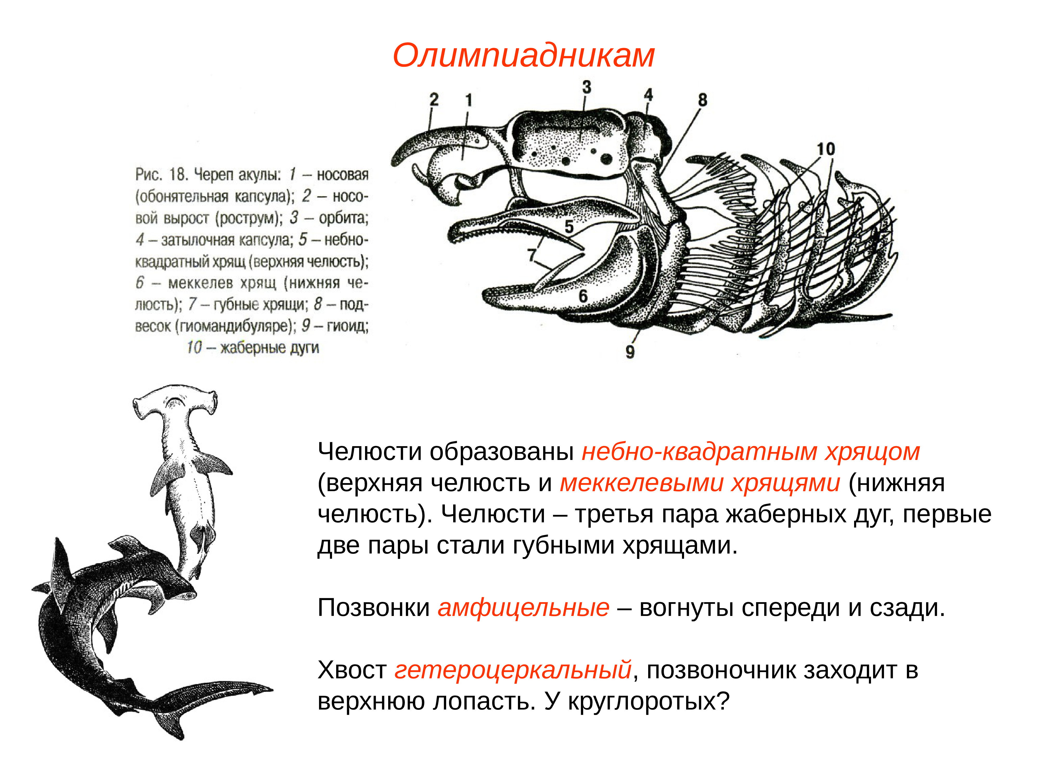 Череп хрящевых рыб. Амфицельные позвонки у рыб. Амфицельные хрящевые позвонки