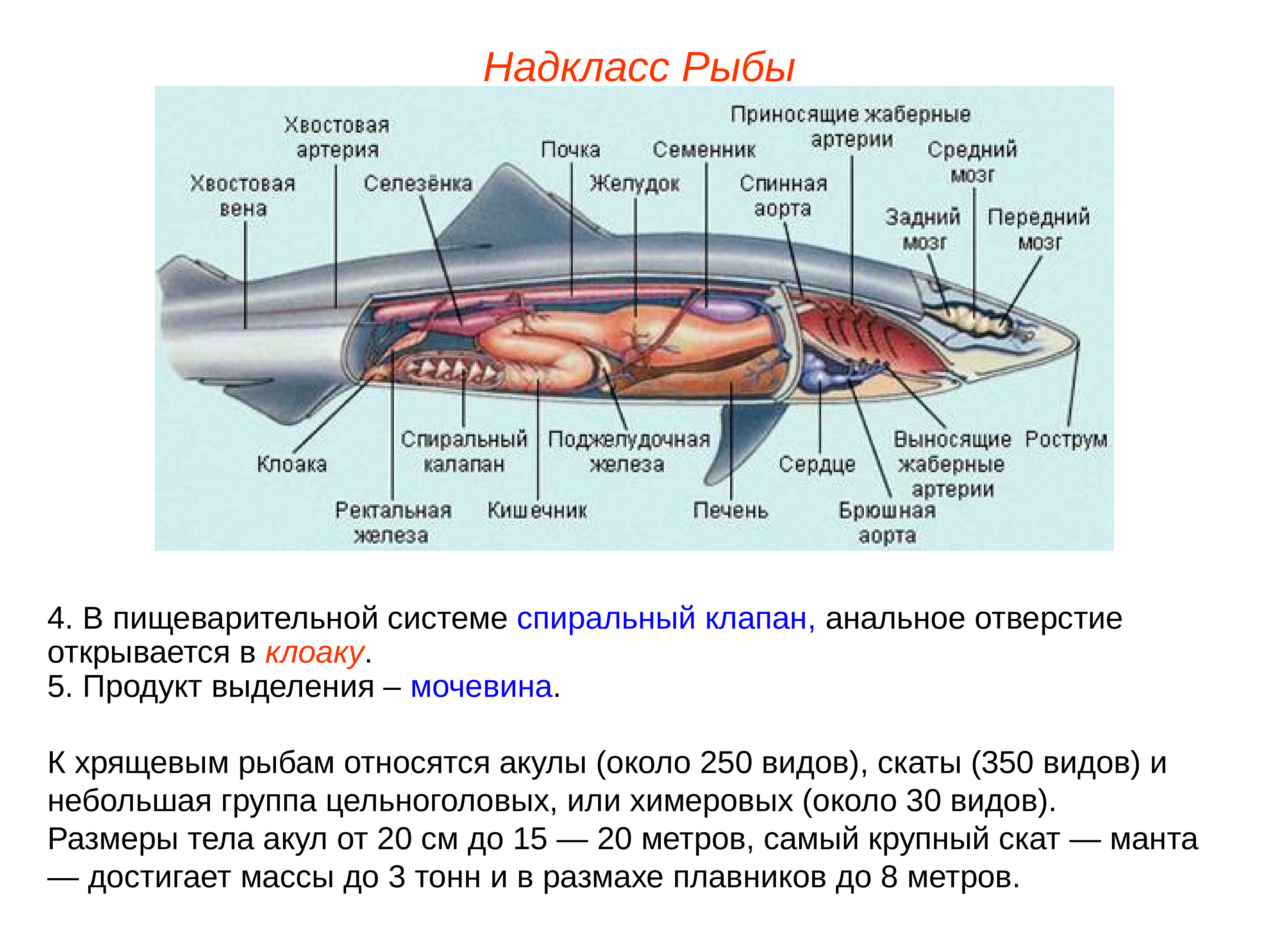 Мозг хрящевых рыб. Пищеварительная система хрящевых рыб. Надкласс рыбы пищеварительная система. Хрящевые рыбы системы органов. Спиралевидный клапан кишечника у рыб.
