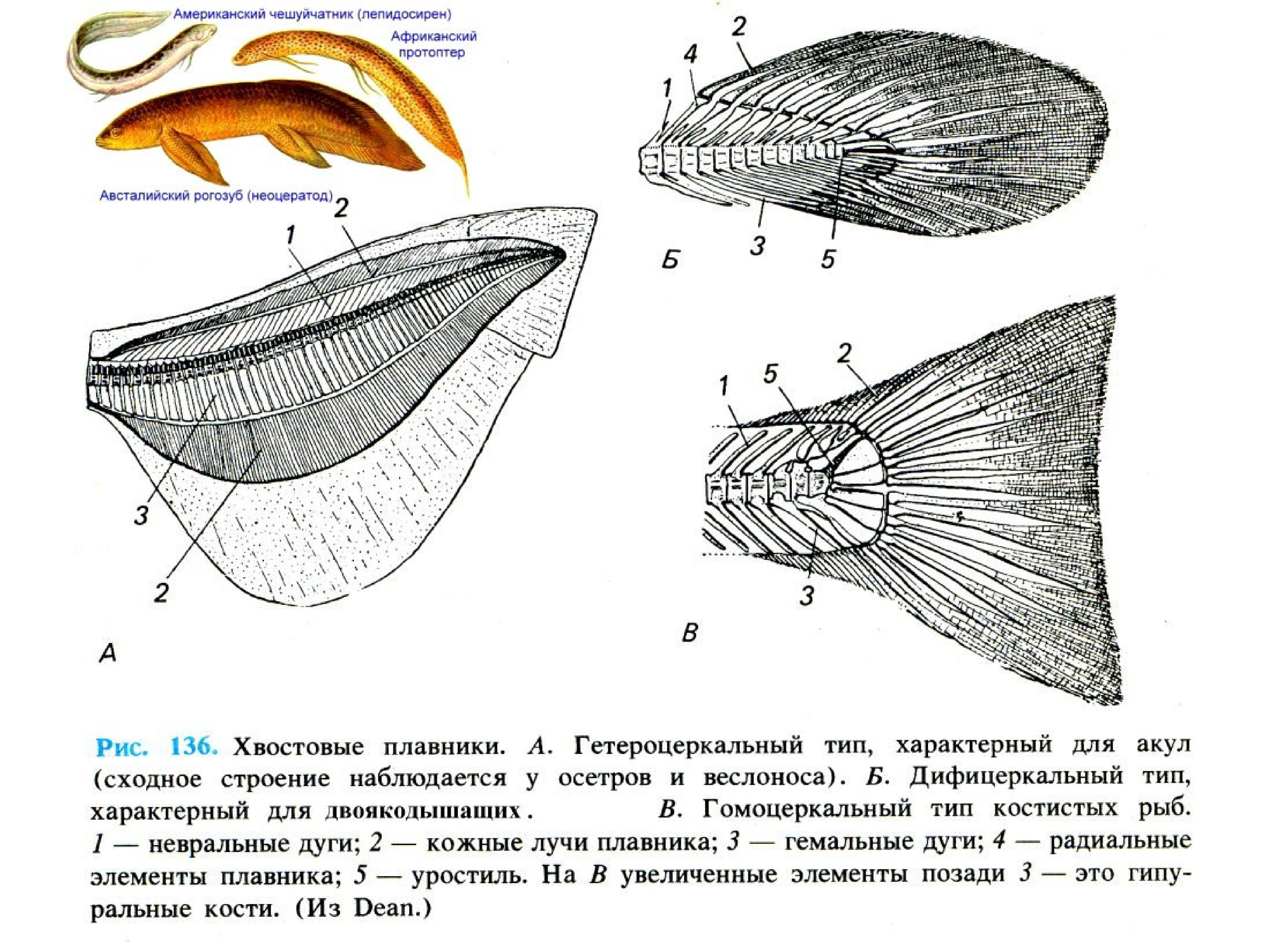 Строение хвостового плавника костистой рыбы