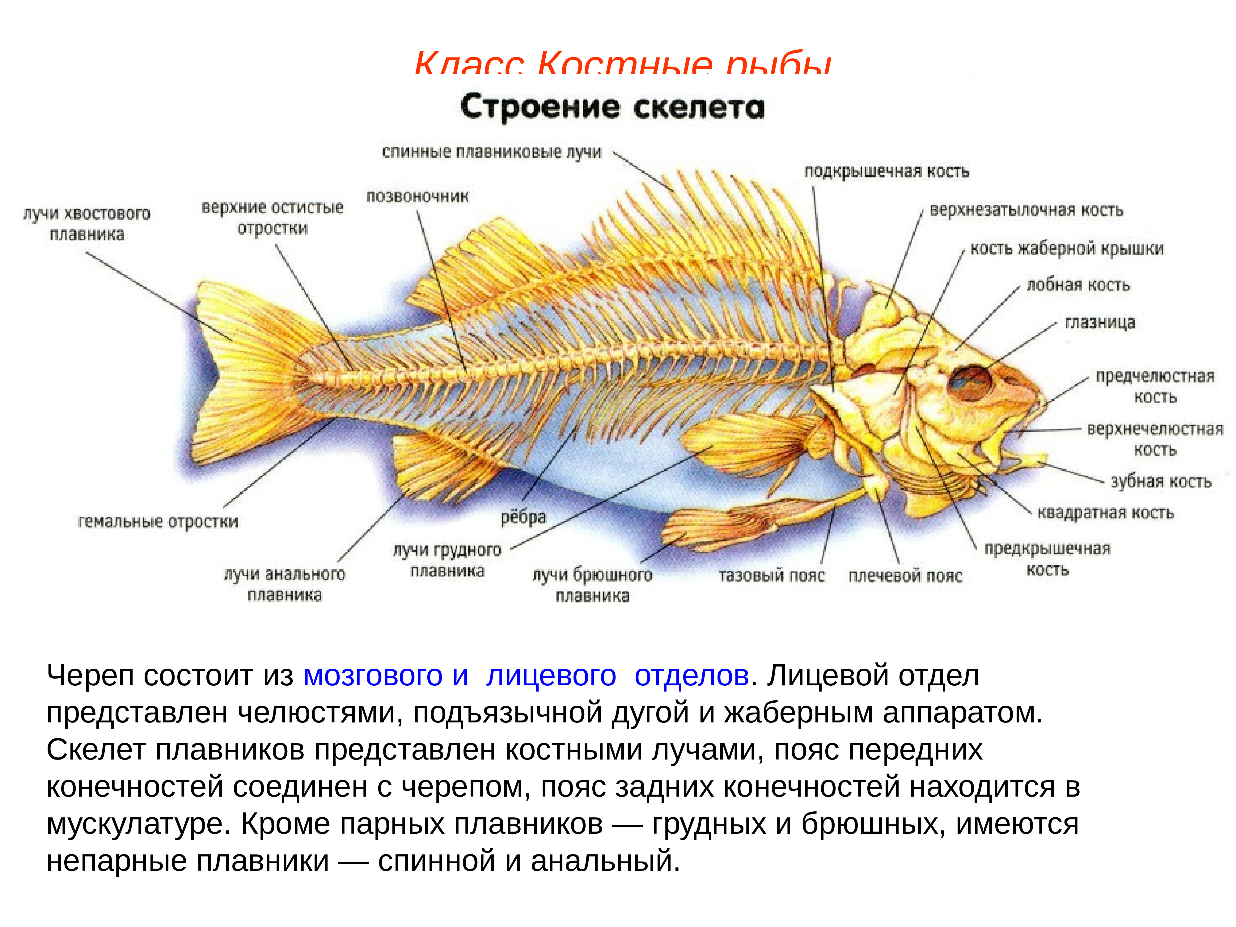 Скелет костистой рыбы Речной окунь биология 7 класс