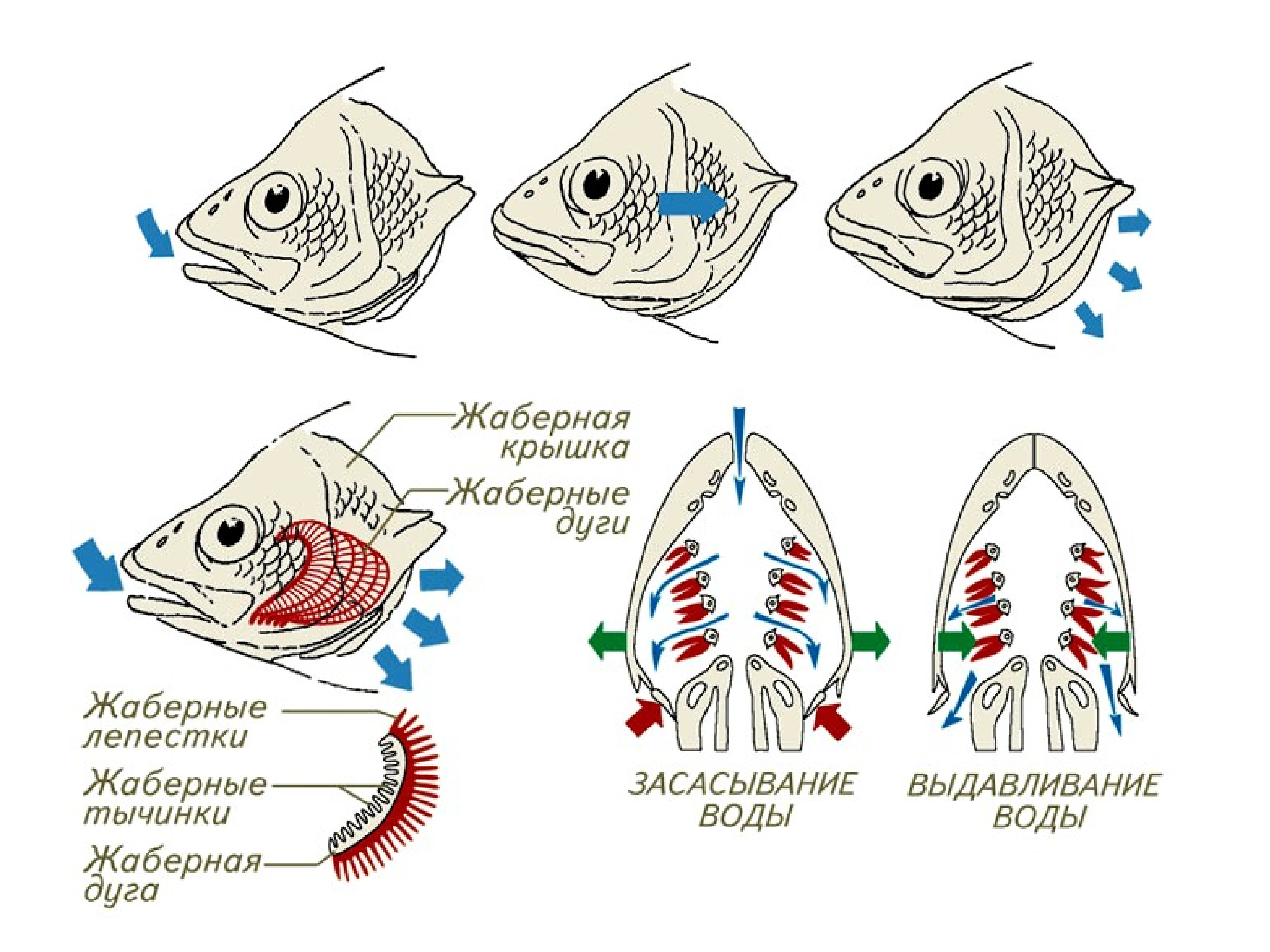 Рыба дышащая легкими. Дыхательная система рыб жабры. Дыхательная система костных рыб схема. Органы дыхательной системы у рыб. Строение жаберной крышки у костных рыб.