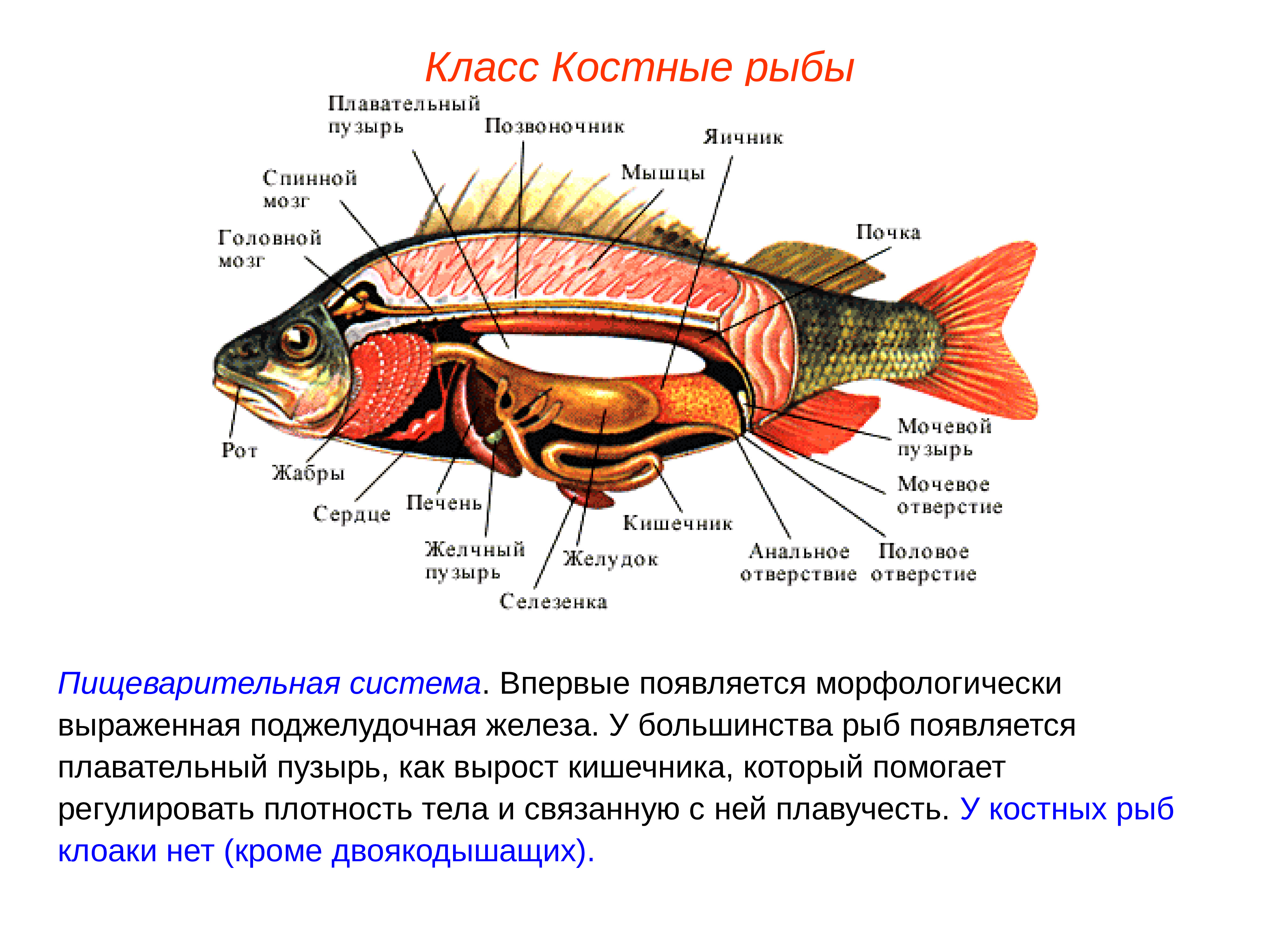 Надкласс рыбы выделительная система