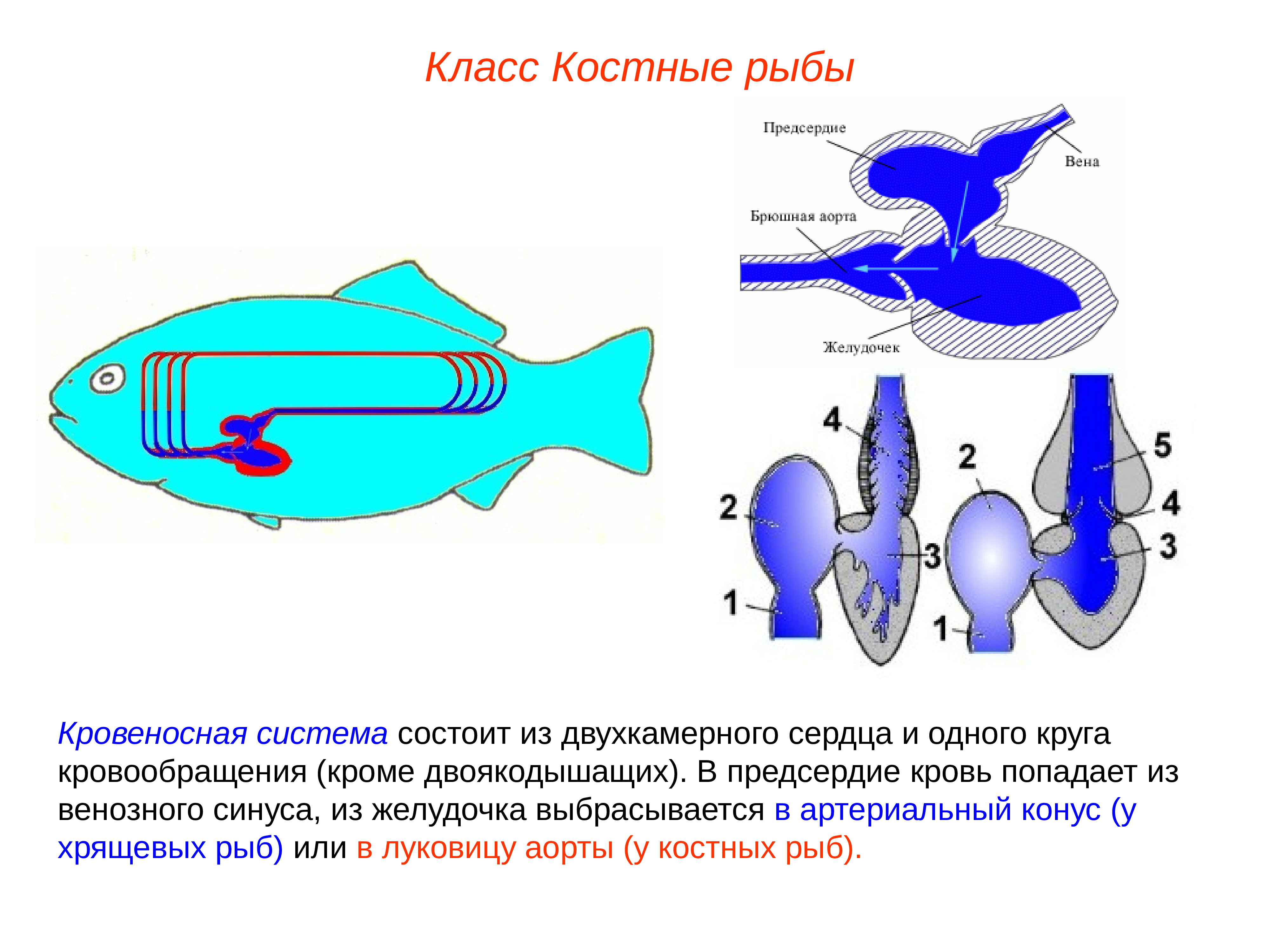 Костные рыбы круги кровообращения