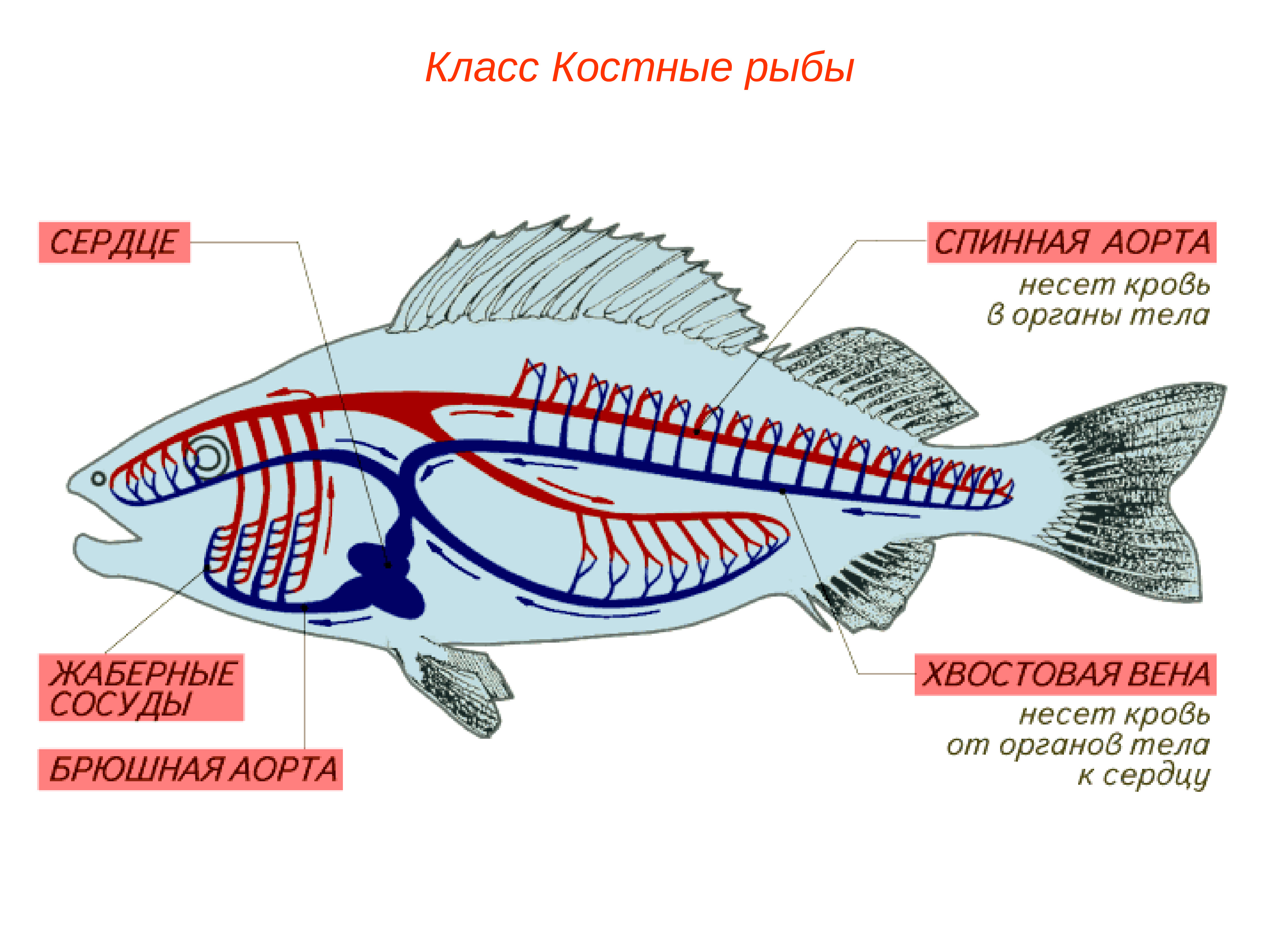 Кровеносная система костных рыб