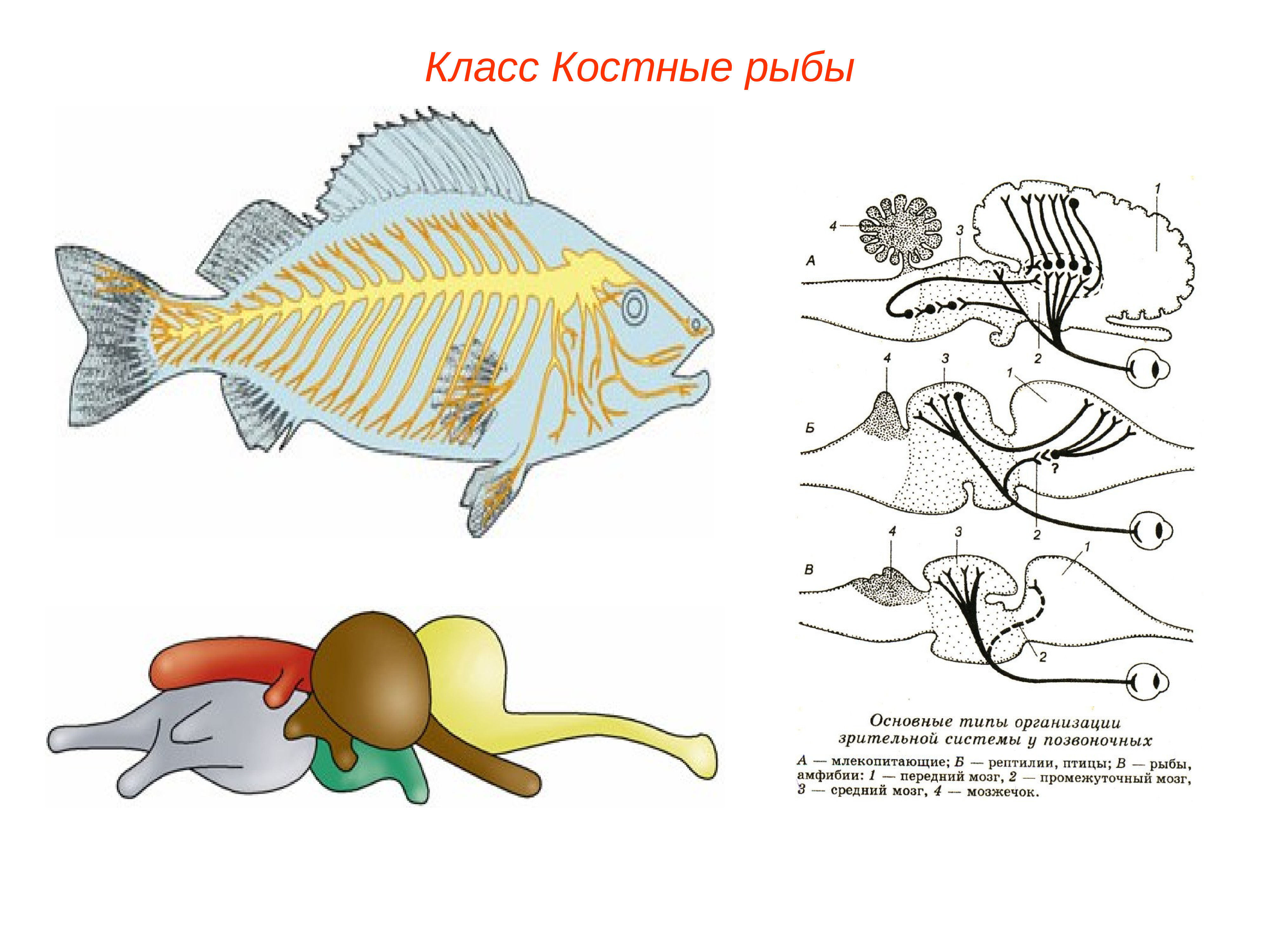 Схема головного мозга костной рыбы