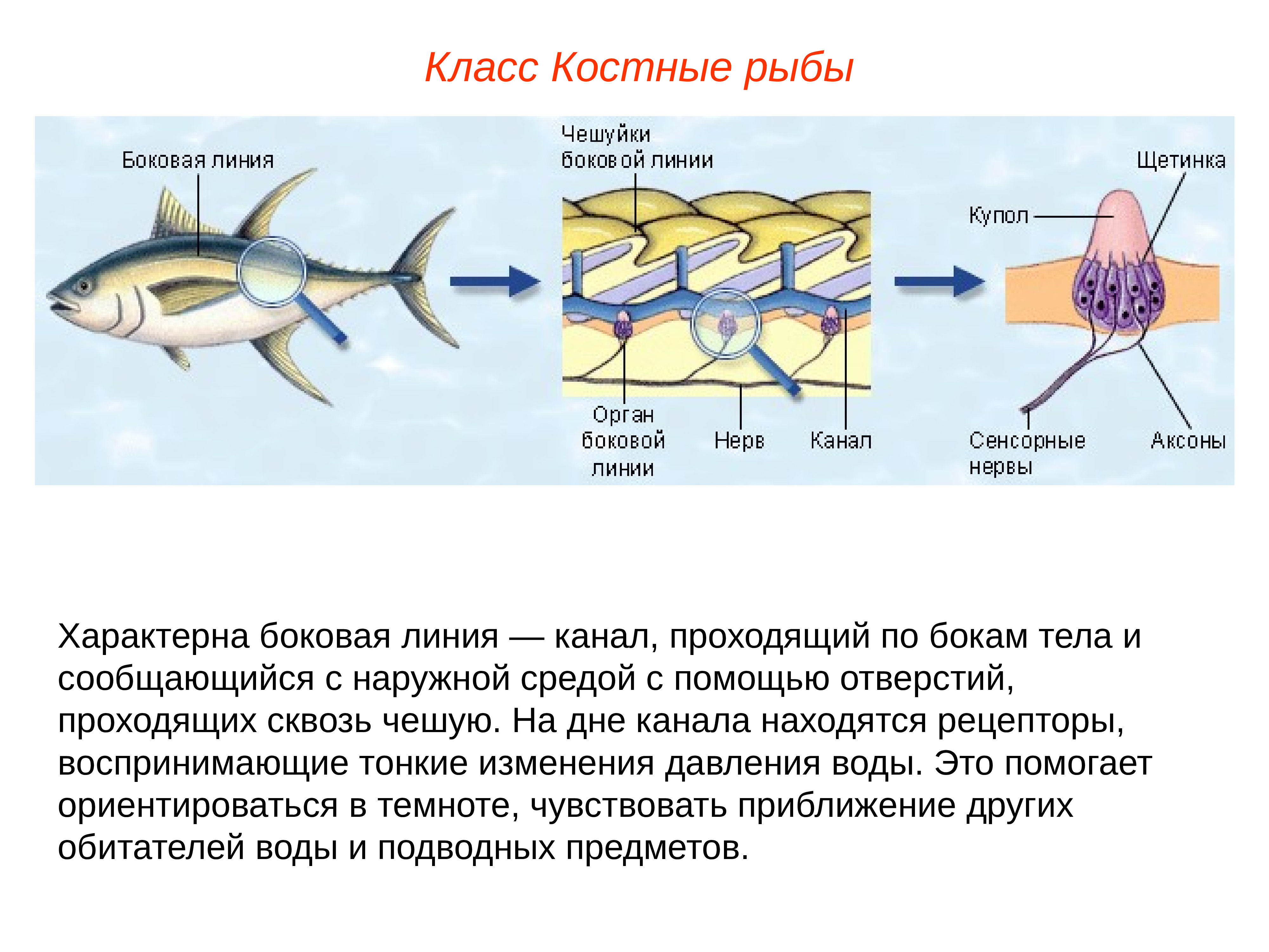 Органы боковой линии у каких рыб. Нервная система костных рыб таблица. Орган боковой линии костной рыбы. Нервная система костных рыб. Боковая линия у костных рыб.