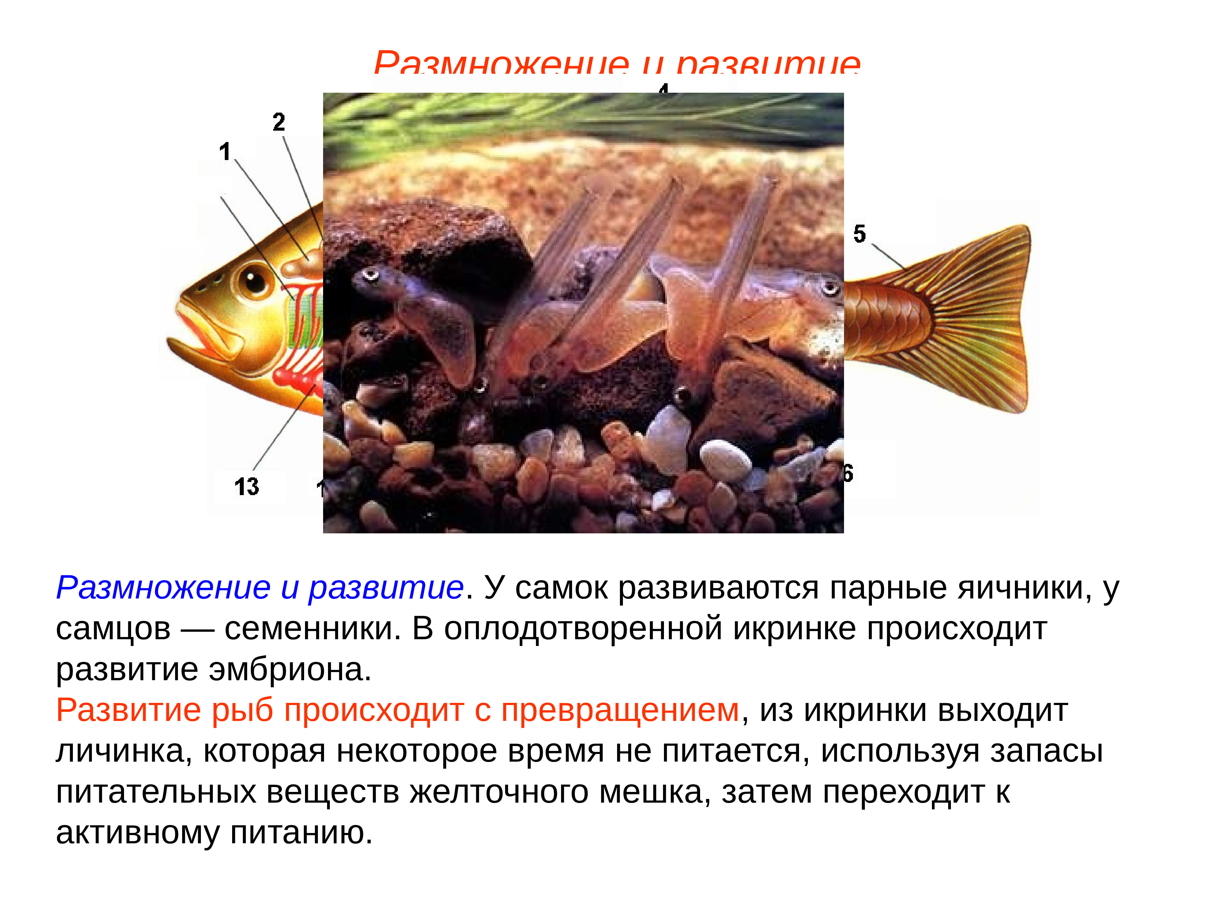 Какое оплодотворение характерно для костных рыб. Схема развития рыбы 7 класс. Размножение надкласса рыбы. Развитие рыб. Этапы размножения рыб.