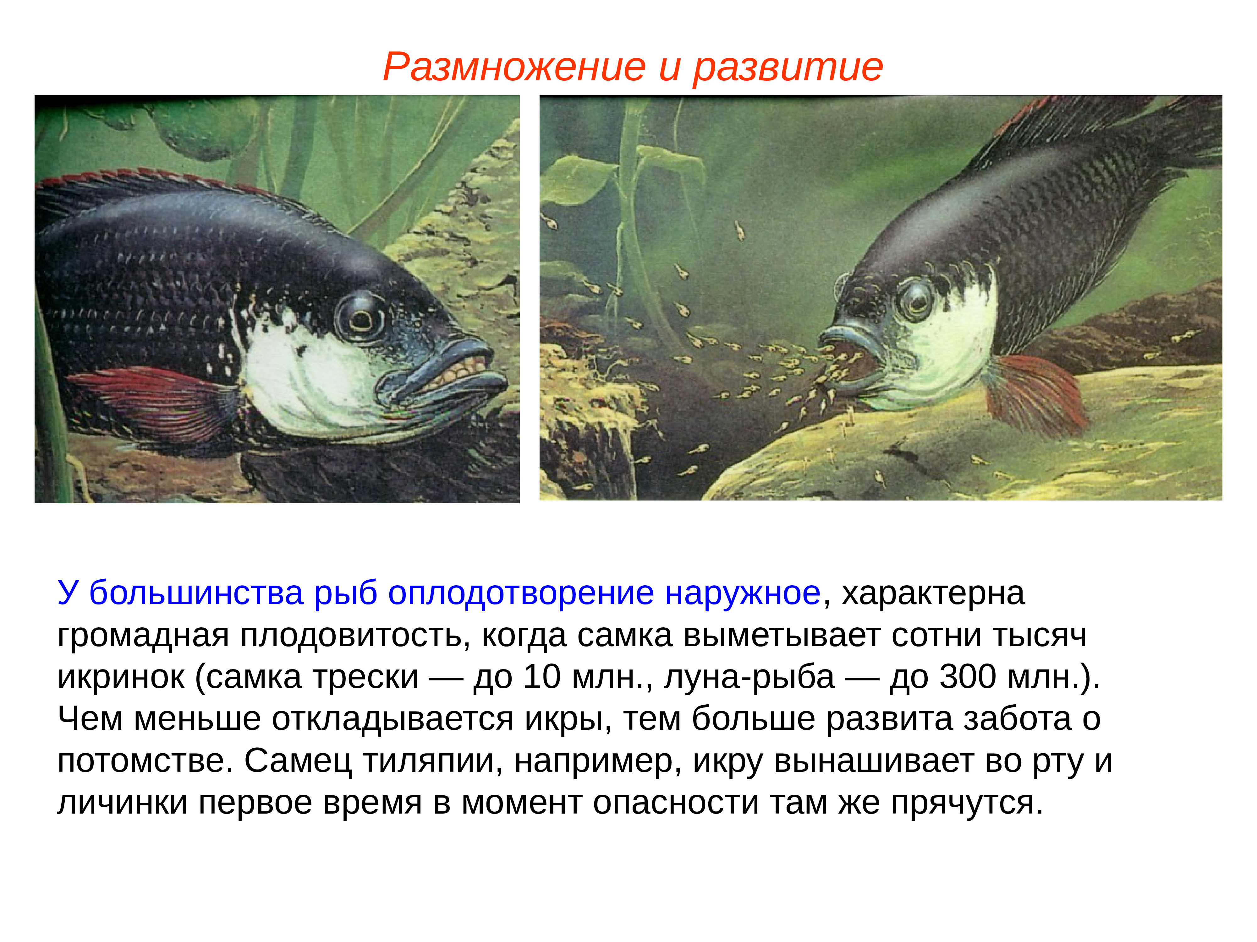 Внутреннее оплодотворение у хрящевых. Наружное осеменение рыб. Оплодотворение у большинства рыб. Наружное оплодотворение у рыб. Размножение и развитие рыб.
