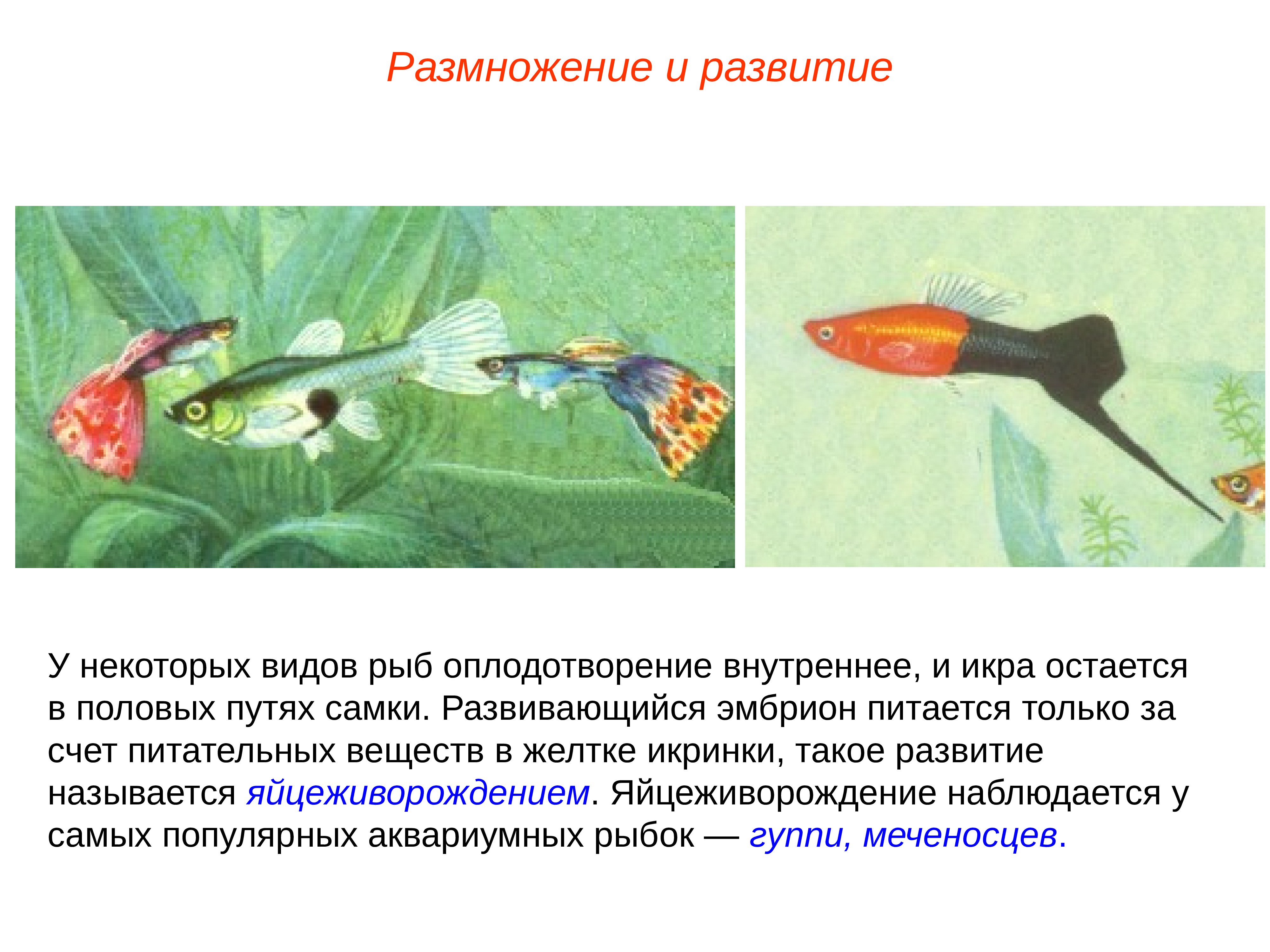 размножение рыб картинки