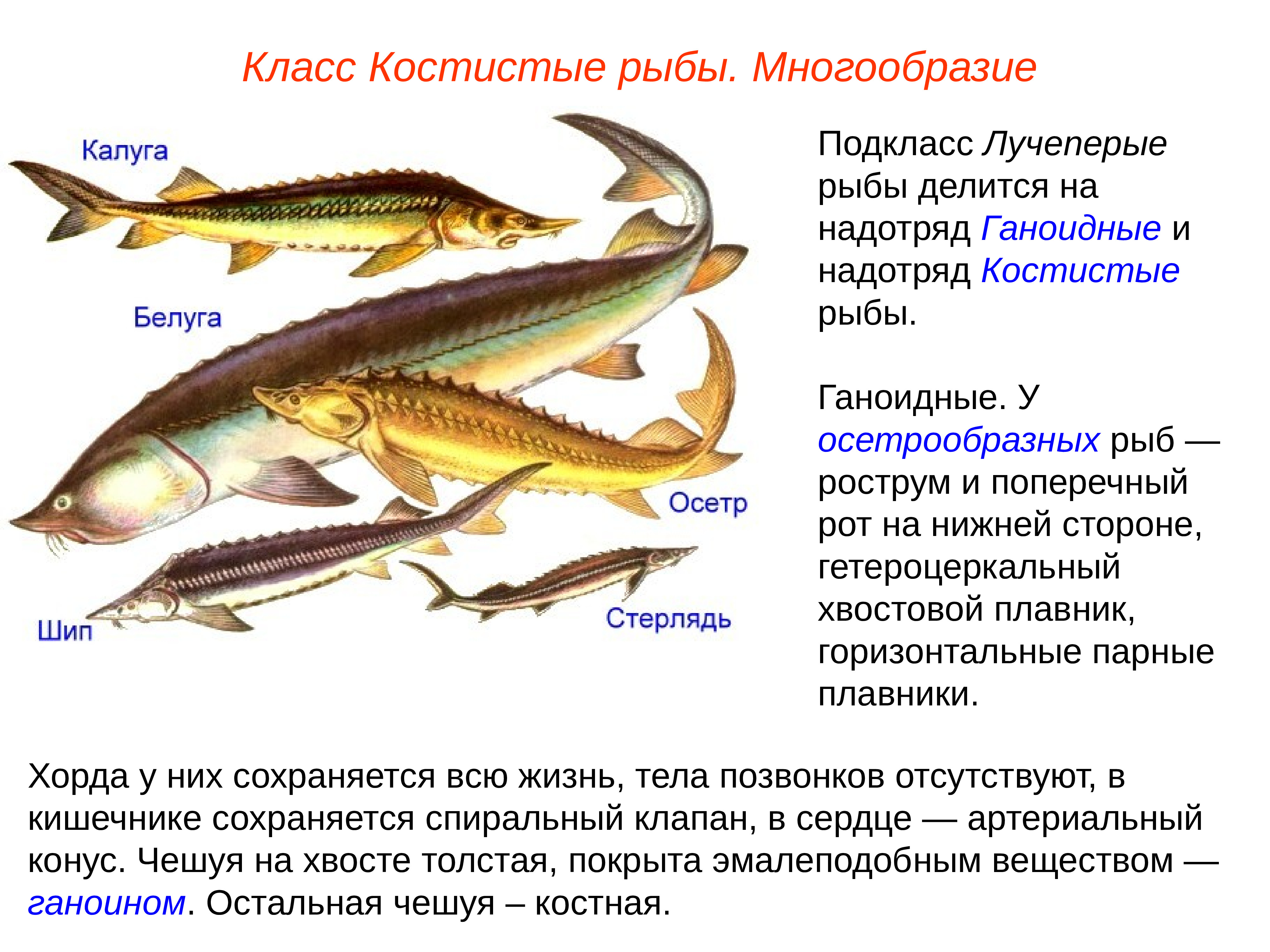 Какие рыбы относятся к классу костные