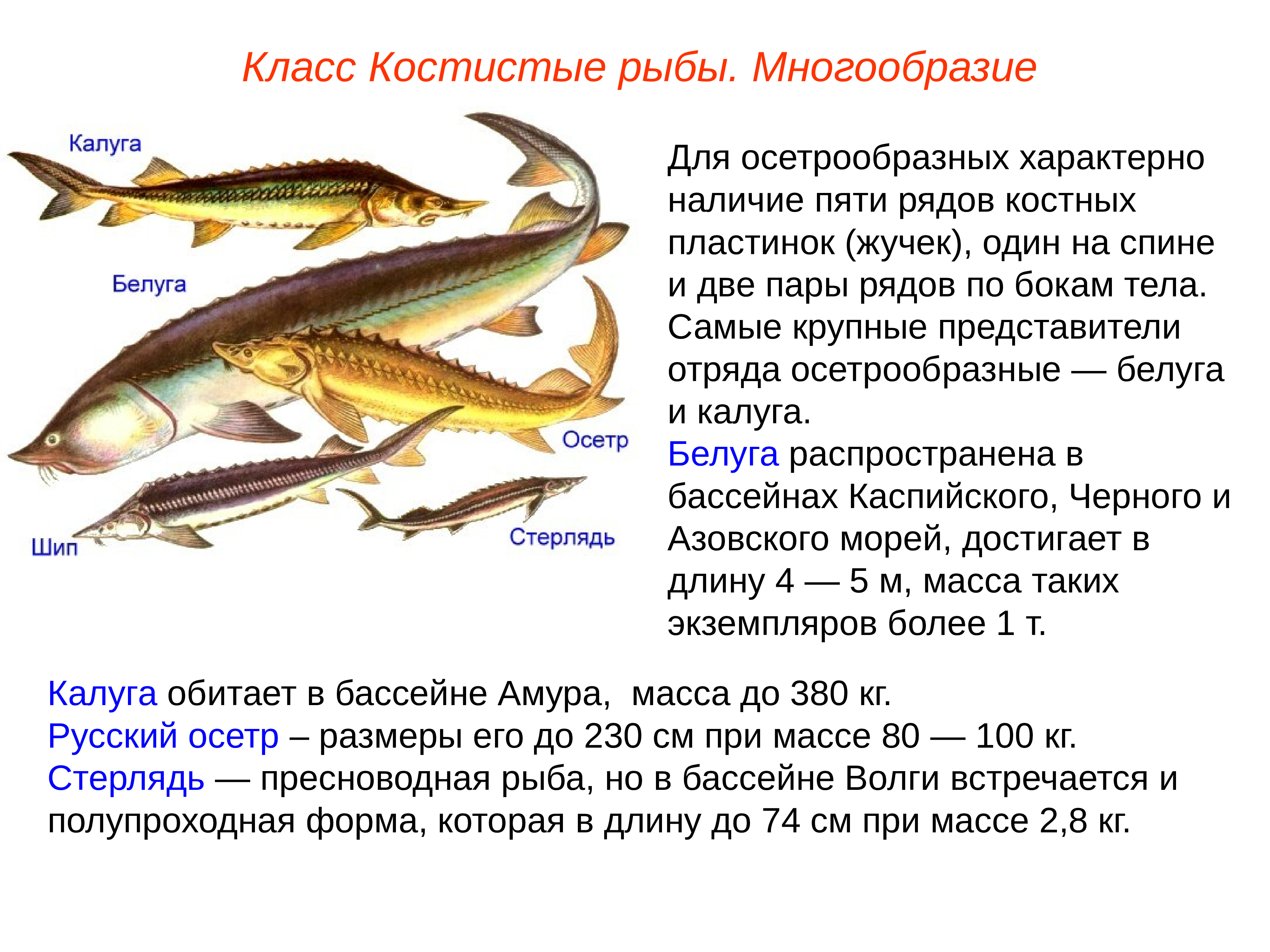 Особенности классов костные рыбы