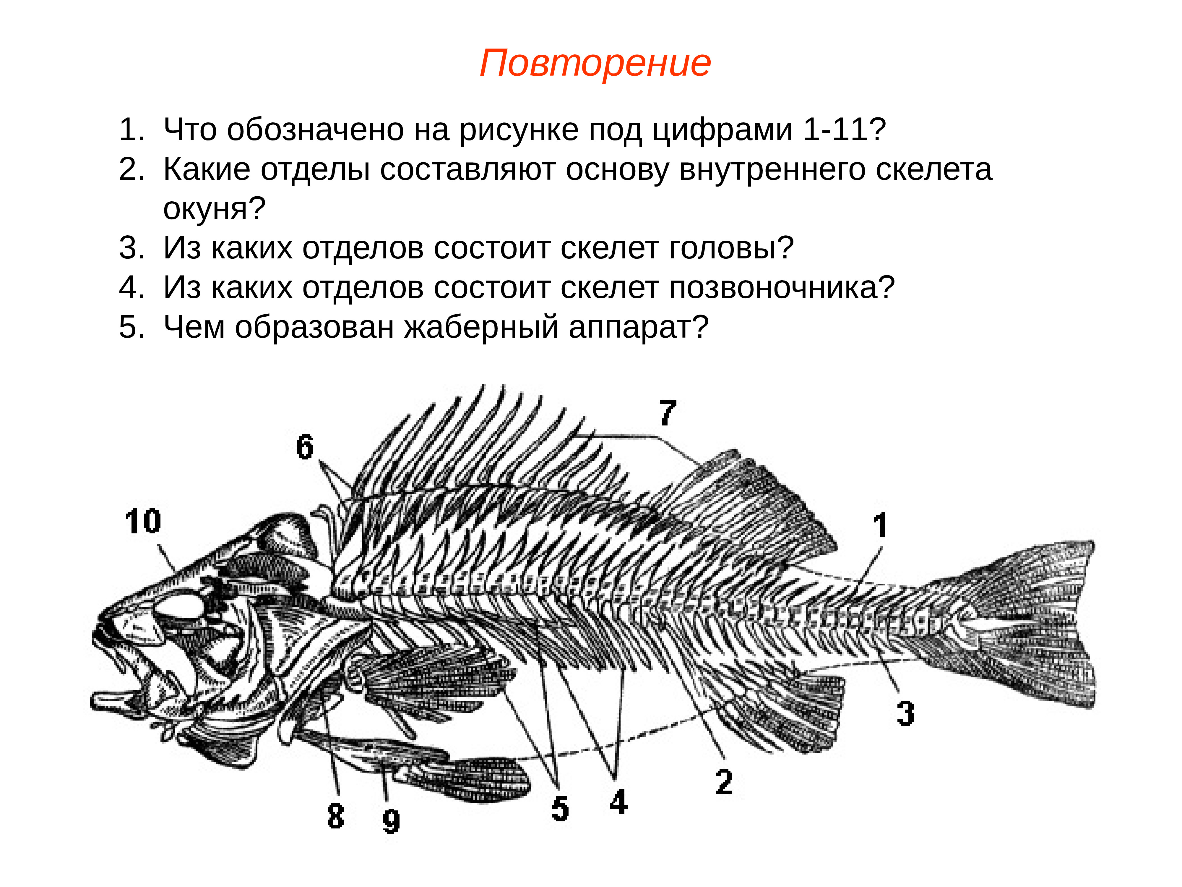 Строение скелета костных рыб