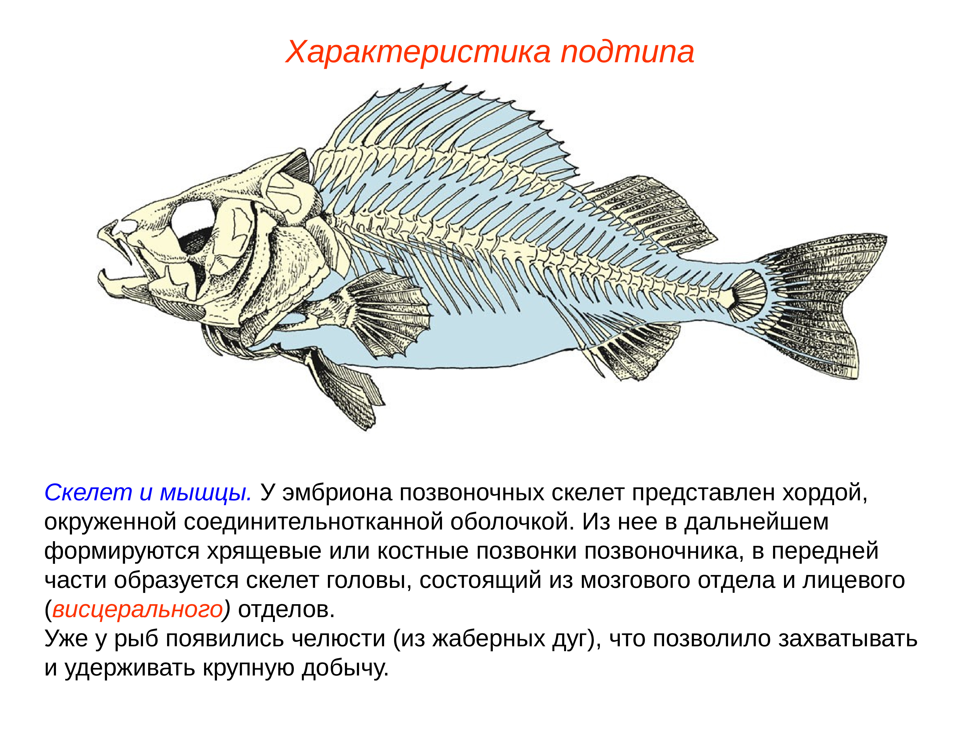 Подтип позвоночные. Позвоночные Надкласс рыбы. Скелет хрящевых рыб. Скелет хрящевых и костных рыб. Подтип позвоночные (Vertebrata.