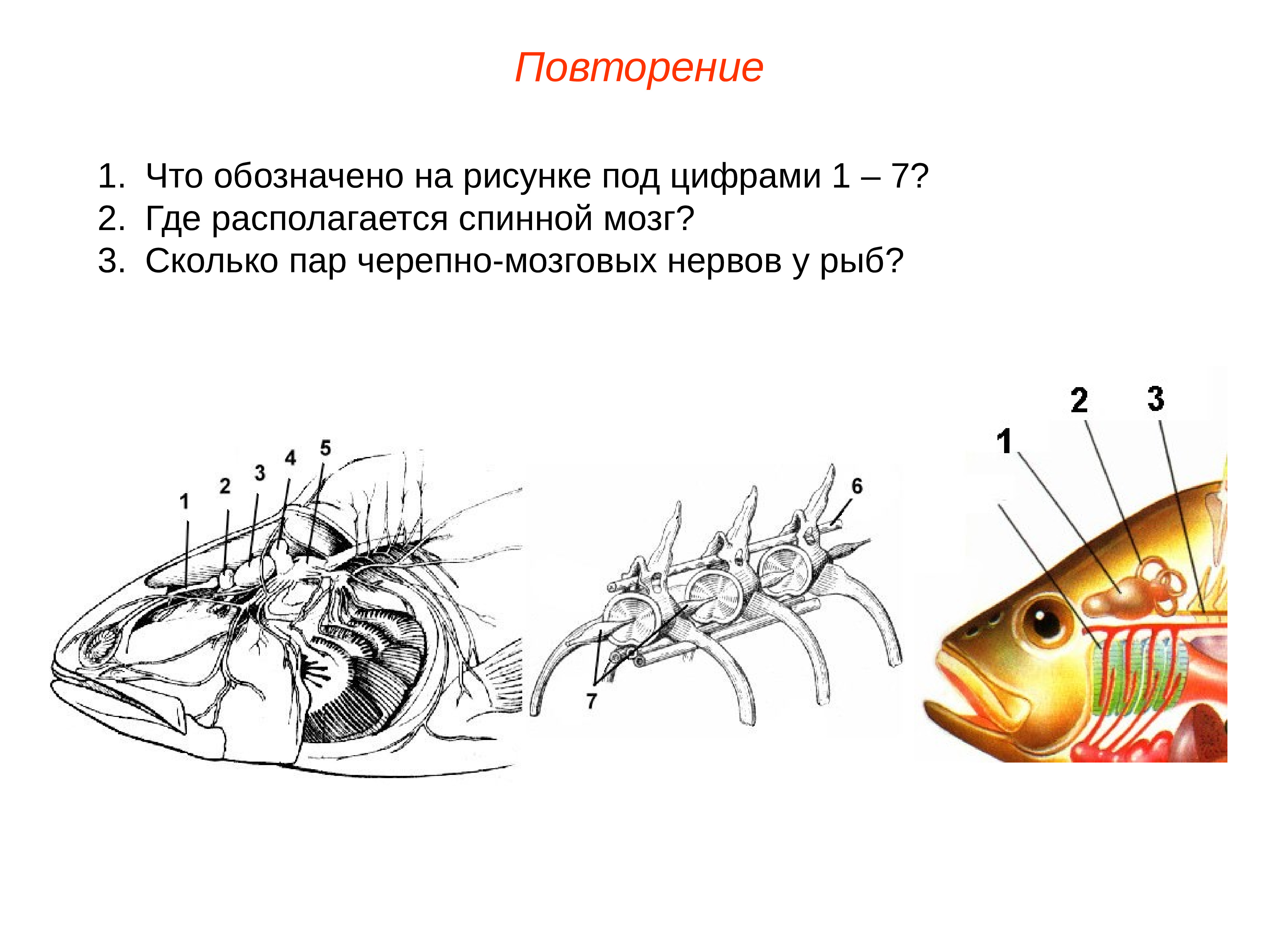 Строение головного мозга рыбы. Средний мозг у рыб. Половая система рыб презентация. Сколько пар черепно-мозговых нервов у рыб. Плавательный пузырь у акул.