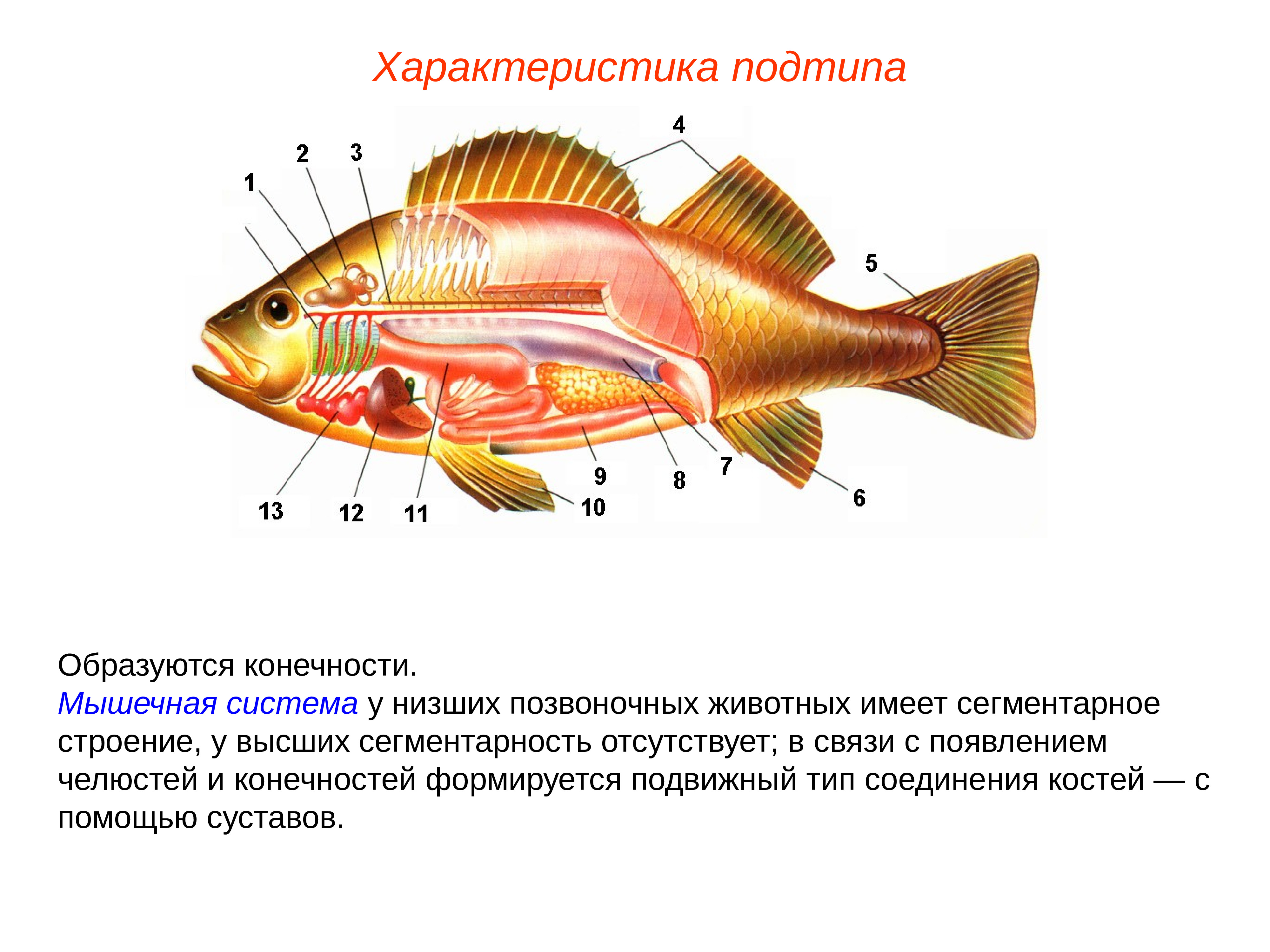 Подтип позвоночные картинки