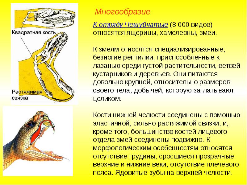 Общая характеристика пресмыкающихся 7 класс презентация