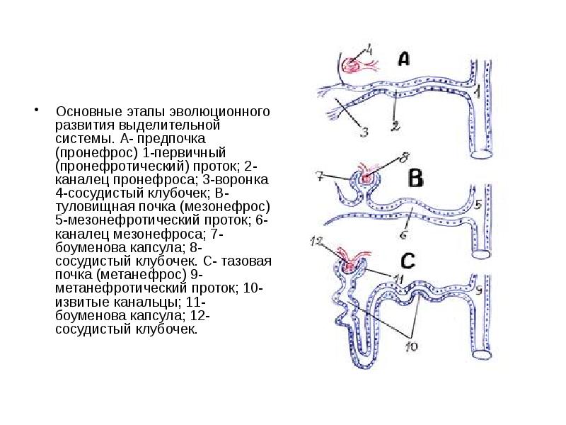 Определите общее количество мезонефросов у модельных животных