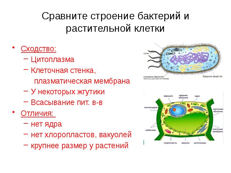 У растительных и животных клеток сходным