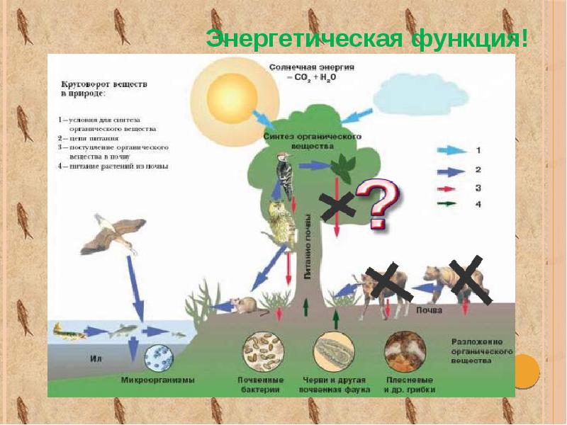 Презентация роль живых организмов в биосфере 9 класс биология