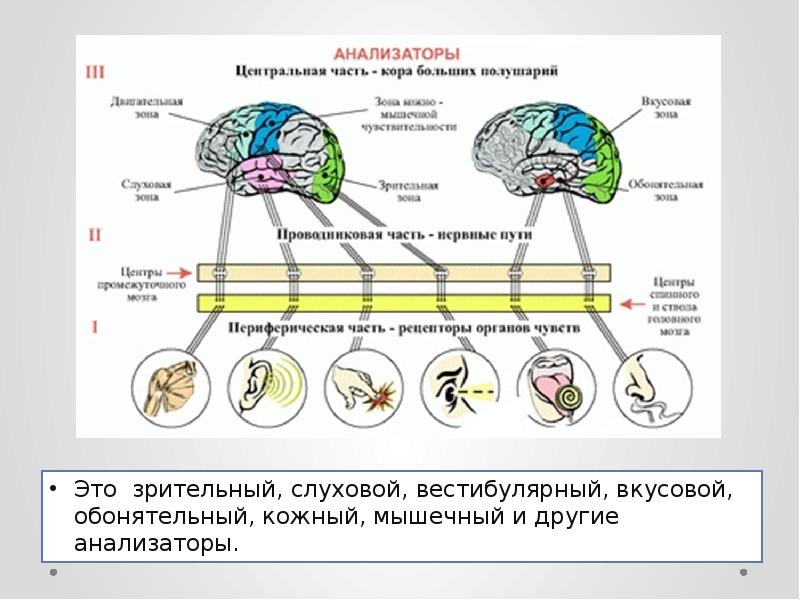 Структура анализатора