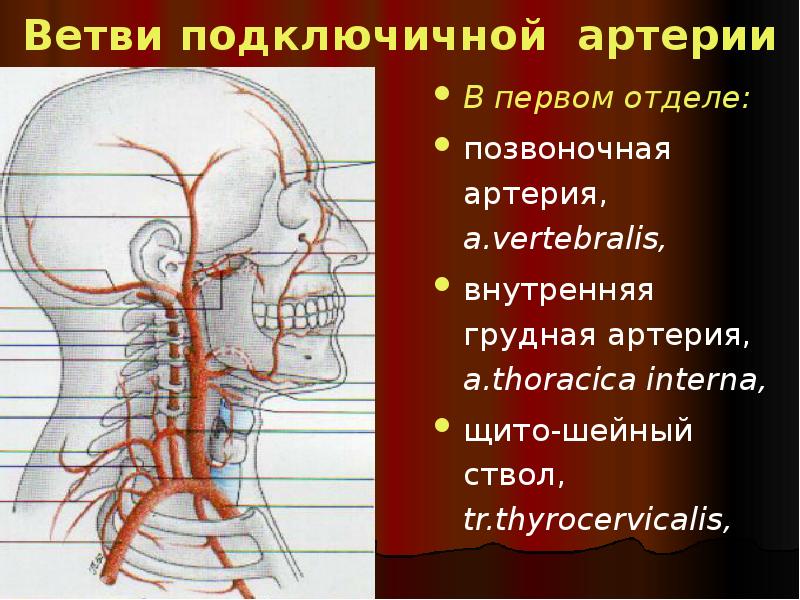 Сонные ветви. Ветви позвоночной артерии. Подключичная и Сонная артерия анатомия. Позвоночная артерия анатомия ветви. Позвоночная артерия (a.vertebralis).