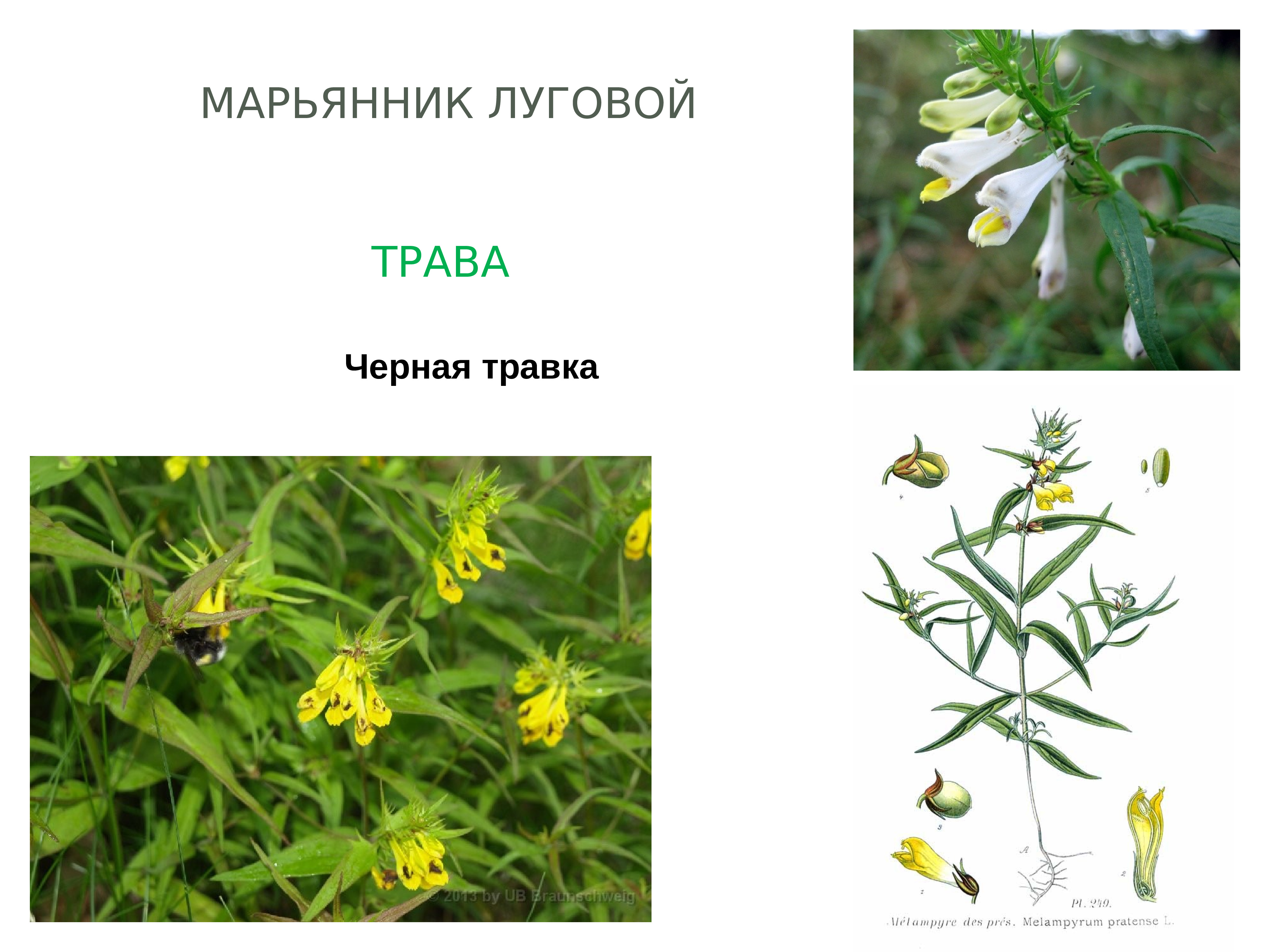Сообщение о лечебном растении на башкирском языке