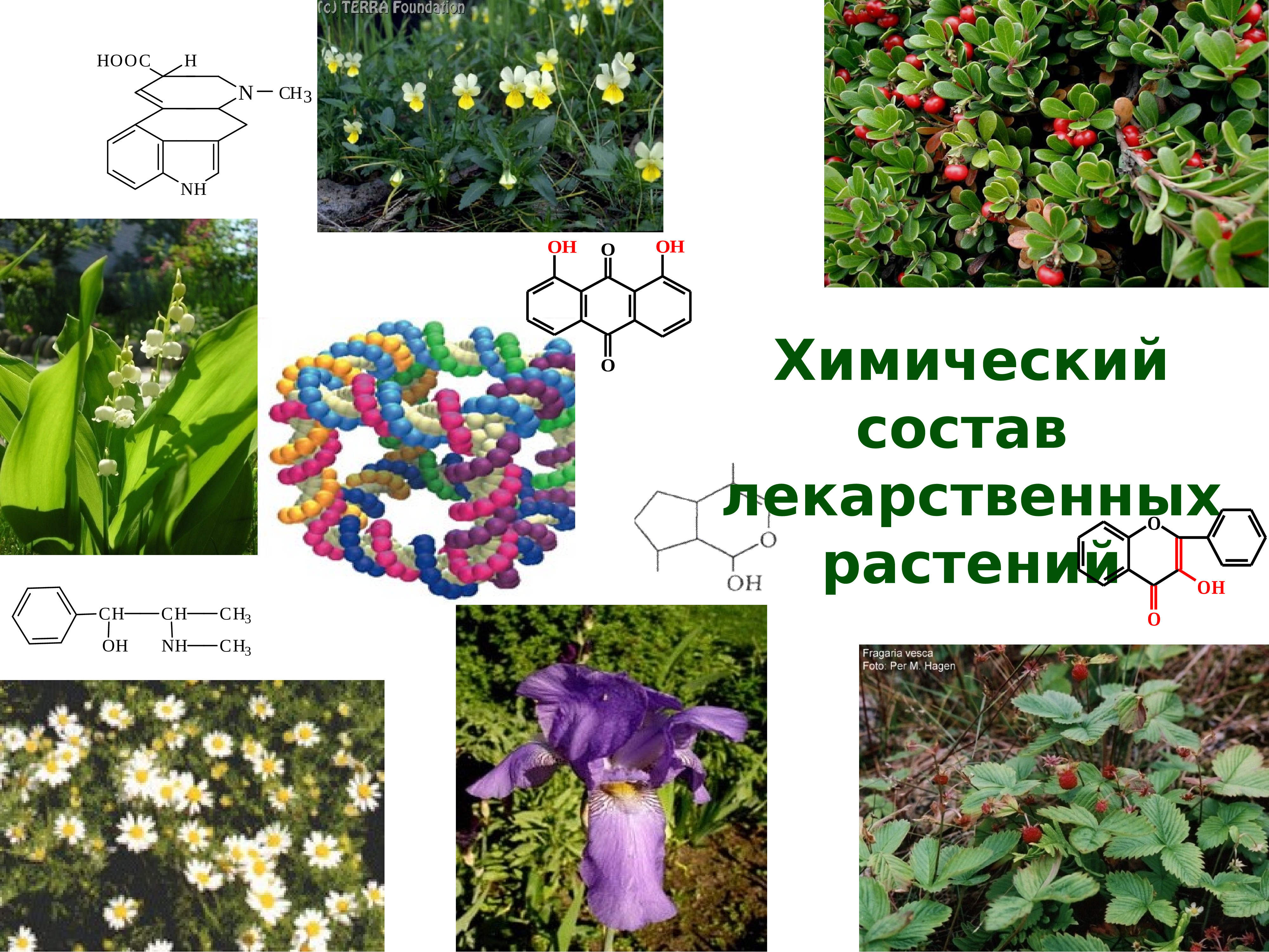 Охраняемые лекарственные растения проект