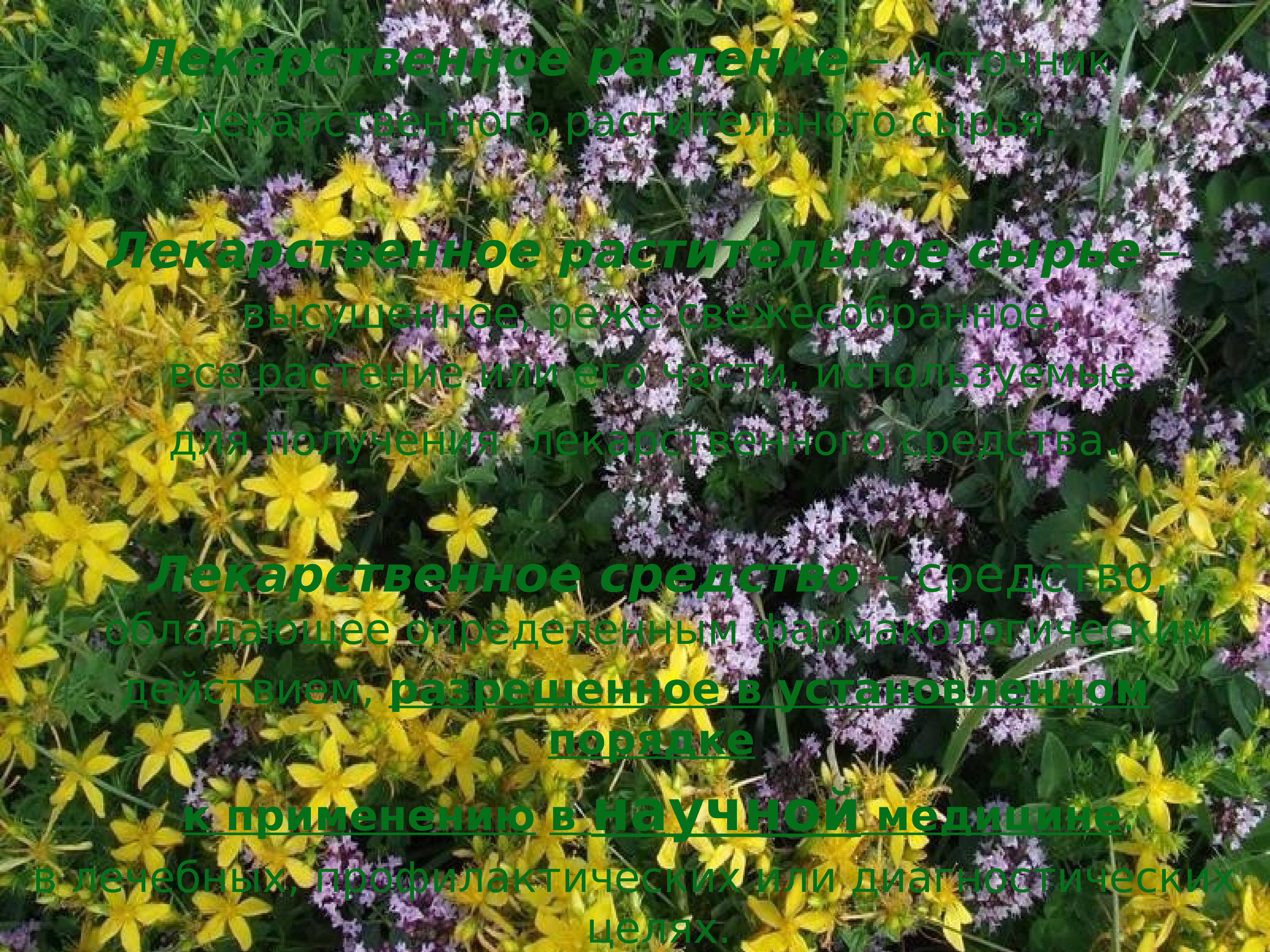 душица + тысячелистник. душица и зверобой. чабрец зверобой трава. сбор трав с чабрецом. мята мелисса душица.