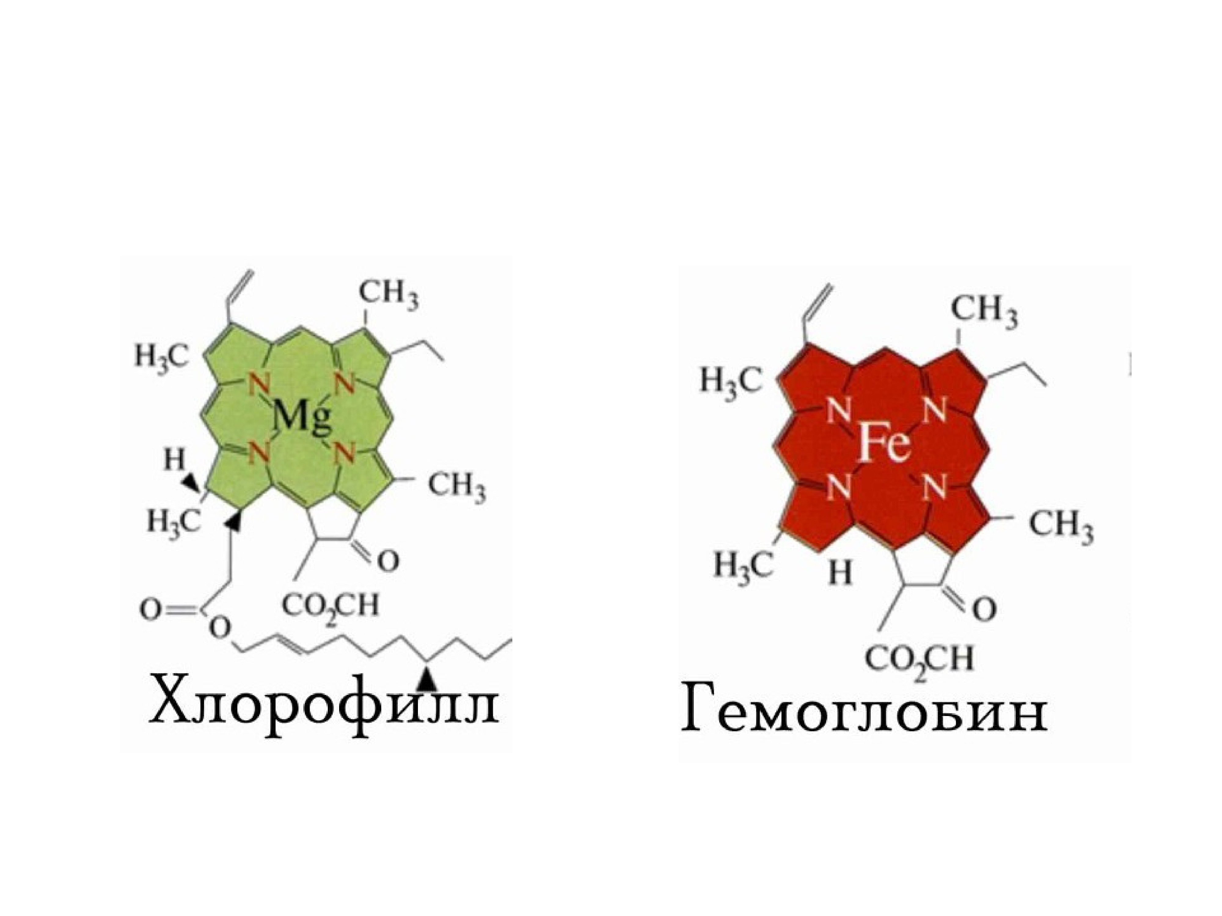 Состав хлорофилла. Структурная формула гемоглобина и хлорофилла. Формула гемоглобина и хлорофилла. Структура хлорофилла и гемоглобина. Строение хлорофилла и гемоглобина.