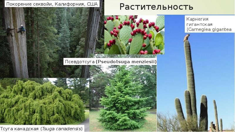 Растительность Растительность