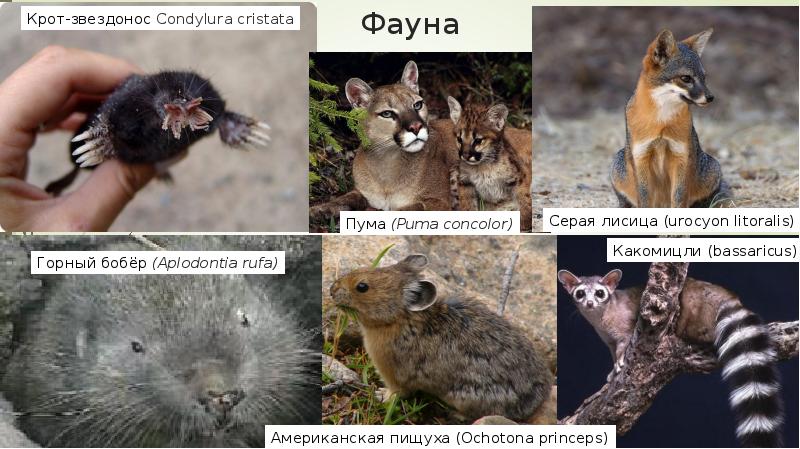 Фауна Фауна