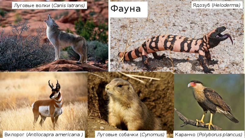 Фауна Фауна