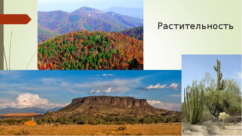 Растительность Растительность