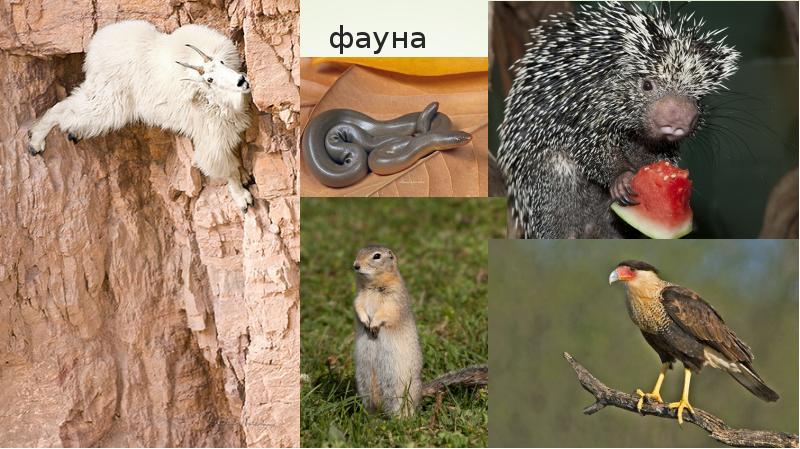 фауна фауна