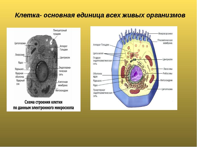 Презентация клеточное строение организма 8 класс презентация