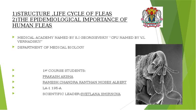 1)STRUCTURE ,LIFE CYCLE OF FLEAS 2)THE EPIDEMIOLOGICAL IMPORTANCE OF HUMAN FLEAS
1)STRUCTURE ,LIFE CYCLE OF FLEAS 2)THE EPIDEMIOLOGICAL IMPORTANCE OF HUMAN FLEAS