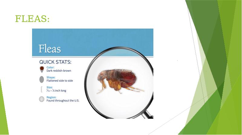 FLEAS: FLEAS: