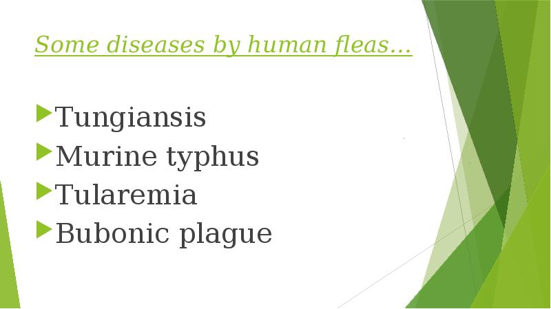 Some diseases by human fleas…
Tungiansis
Murine typhus
Tularemia
Bubonic plague Some diseases by human fleas…
Tungiansis
Murine typhus
Tularemia
Bubonic plague