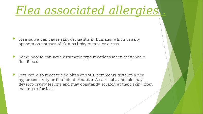 Flea associated allergies..
Flea saliva can cause skin dermatitis in Flea associated allergies..
Flea saliva can cause skin dermatitis in