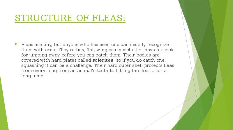 STRUCTURE OF FLEAS:
Fleas are tiny, but anyone who has seen STRUCTURE OF FLEAS:
Fleas are tiny, but anyone who has seen